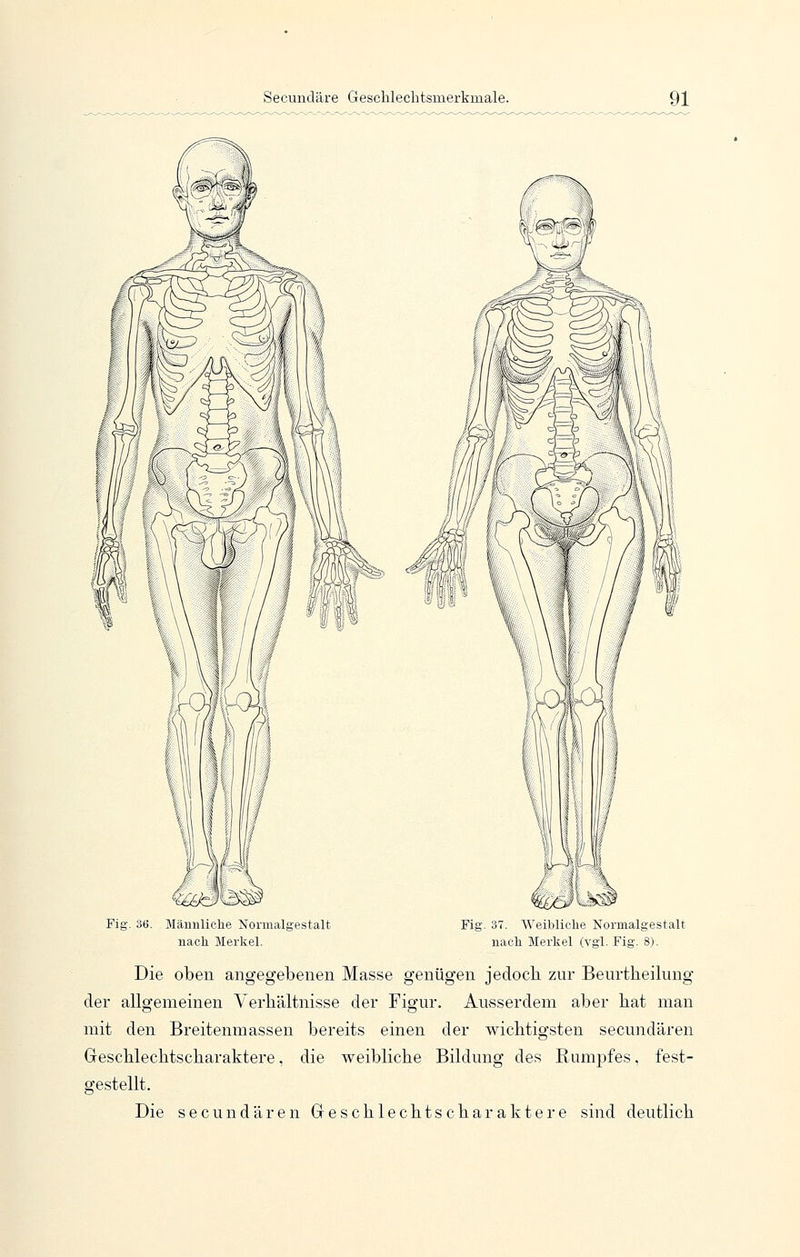 Fig. 36. Männliche Normalgestalt nach Merkel. Fig. 37. Weibliche Normalgestalt nach Merkel (vgl. Fig. 8). Die oben angegebenen Masse genügen jedoch zur Beurtheilung der allgemeinen Yerliältnisse der Figur. Ausserdem aber bat man mit den Breitenmassen bereits einen der wichtigsten secundären Geschlechtscharaktere, die weibliche Bildung des Rumpfes, fest- gestellt. Die secundären Geschlechts Charaktere sind deutlich