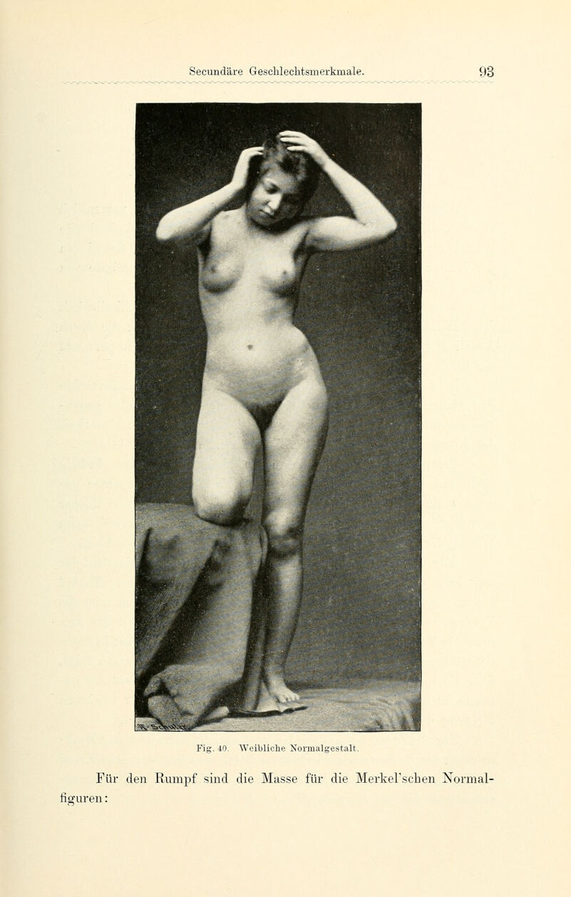 Fis- 40. Weibliche Xormaleestalt. Für den Rumpf sind die Masse für die Merkerschen Normal- fisuren: