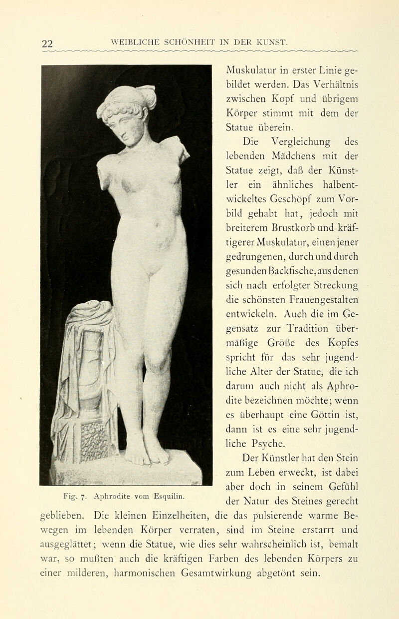 Fig. 7. Aphrodite vom Esquilin. Muskulatur in erster Linie ge- bildet werden. Das Verhältnis zwischen Kopf und übrigem Körper stimmt mit dem der Statue überein. Die Vergleichung des lebenden Mädchens mit der Statue zeigt, daß der Künst- ler ein ähnliches halbent- wickeltes Geschöpf zum Vor- bild gehabt hat, jedoch mit breiterem Brustkorb und kräf- tigerer Muskulatur, einen jener gedrungenen, durch und durch gesunden Backfische, aus denen sich nach erfolgter Streckung die schönsten Frauengestalten entwickeln. Auch die im Ge- gensatz zur Tradition über- mäßige Größe des Kopfes spricht für das sehr jugend- liche Alter der Statue, die ich darum auch nicht als Aphro- dite bezeichnen möchte; wenn es überhaupt eine Göttin ist, dann ist es eine sehr jugend- liche Psyche. Der Künstler hat den Stein zum Leben erweckt, ist dabei aber doch in seinem Gefühl der Natur des Steines gerecht gebHeben. Die kleinen Einzelheiten, die das pulsierende warme Be- wegen im lebenden Körper verraten, sind im Steine erstarrt und ausgeglättet; wenn die Statue, wie dies sehr wahrscheinlich ist, bemalt war, so mußten auch die kräftigen Farben des lebenden Körpers zu einer milderen, harmonischen Gesamtwirkung abgetönt sein.