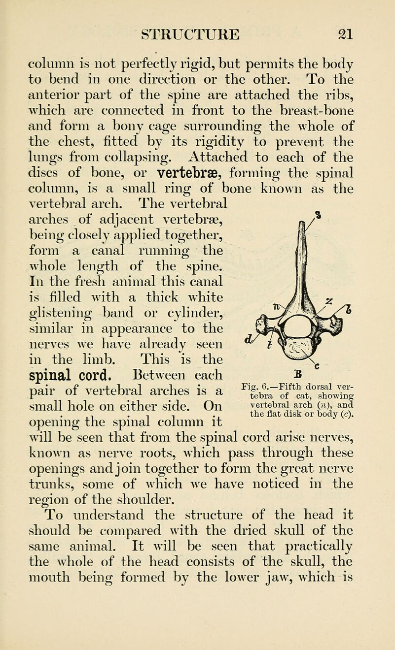 column is not perfectly rigid, but permits the body to bend in one direction or the other. To the anterior part of the spine are attached the ribs, which are connected in front to the breast-bone and form a bony cage surrounding the whole of the chest, fitted by its rigidity to prevent the lungs from collapsing. Attached to each of the discs of bone, or vertebrae, forming the spinal column, is a small ring of bone known as the vertebral arch. The vertebral arches of adjacent vertebras, being closely applied together, form a canal running the whole length of the spine. In the fresh animal this canal is filled with a thick white glistening band or cylinder, similar in appearance to the nerves we have already seen in the limb. This is the spinal cord. Between each pair of vertebral arches is a small hole on either side. On opening the spinal column it will be seen that from the spinal cord arise nerves, known as nerve roots, which pass through these openings and join together to form the great nerve trunks, some of which we have noticed in the region of the shoulder. To understand the structure of the head it should be compared with the dried skull of the same animal. It will be seen that practically the whole of the head consists of the skull, the mouth being formed by the lower jaw, which is Fifth dorsal ver- tebra of cat, showing vertebral arch (n), arid the flat disk or body (c).