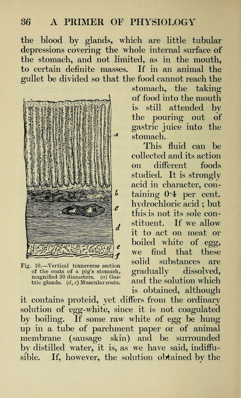 the blood by glands, which are little tubular depressions covering the whole internal surface of the stomach, and not limited, as in the mouth, to certain definite masses. If in an animal the gullet be divided so that the food cannot reach the stomach, the taking of food into the mouth is still attended by the pouring out of gastric juice into the stomach. This fluid can be collected and its action on different foods studied. It is strongly acid in character, con- taining 0'4 per cent, hydrochloric acid ; but this is not its sole con- stituent. If we allow it to act on meat or boiled white of egg^ we find that these solid substances are gradually dissolved, and the solution which is obtained, although it contains proteid, yet differs from the ordinary solution of egg-white, since it is not coagulated by boiling. If some raw white of egg be hung up in a tube of parchment paper or of animal membrane (sausage skin) and be surrounded by distilled water, it is, as we have said, indiffu- sible. If, however, the solution obtained by the Fig. 10.—Vertical transverse section of the coats of a pig's stomach, magnified 30 diameters, (a) Gas- tric glands, (d, e) Muscular coats.