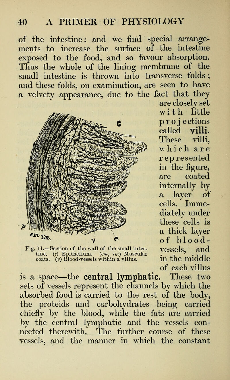 of the intestine; and we find special arrange- ments to increase the surface of the intestine exposed to the food, and so favour absorption. Thus the whole of the lining membrane of the small intestine is thrown into transverse folds ; and these folds, on examination, are seen to have a velvety appearance, due to the fact that they are closely set with little pro j ections called villi. These villi, whi ch are represented in the figure, are coated internally by a layer of cells. Imme- diately under these cells is a thick layer of blood- vessels, and in the middle of each villus is a space—the central lymphatic. These two sets of vessels represent the channels by which the absorbed food is carried to the rest of the body, the proteids and carbohydrates being carried chiefly by the blood, while the fats are carried by the central lymphatic and the vessels con- nected therewith. The further course of these vessels, and the manner in which the constant Fig. 11.—Section of the wall of the small intes- tine, (e) Epithelium, (em, im) Muscular coats, (v) Blood-vessels within a villus.