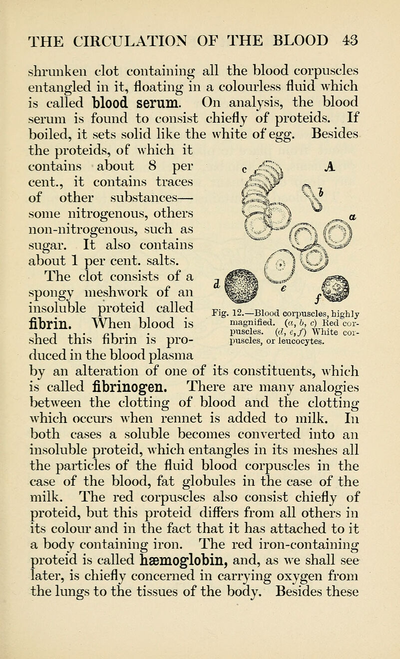 shrunken clot containing all the blood corpuscles entangled in it, floating in a colourless fluid which is called blood serum. On analysis, the blood serum is found to consist chiefly of proteids. If boiled, it sets solid like the white of egg. Besides the proteids, of which it contains about 8 per cent., it contains traces of other substances— some nitrogenous, others non-nitrogenous, such as sugar. It also contains about 1 per cent, salts. The clot consists of a spongy meshwork of an insoluble proteid called fibrin. When blood is shed this fibrin is pro- duced in the blood plasma by an alteration of one of its constituents, which is called fibrinogen. There are many analogies between the clotting of blood and the clotting which occurs when rennet is added to milk. In both cases a soluble becomes converted into an insoluble proteid, which entangles in its meshes all the particles of the fluid blood corpuscles in the case of the blood, fat globules in the case of the milk. The red corpuscles also consist chiefly of proteid, but this proteid differs from all others in its colour and in the fact that it has attached to it a body containing iron. The red iron-containing proteid is called haemoglobin, and, as we shall see later, is chiefly concerned in carrying oxygen from the lungs to the tissues of the body. Besides these Fig. 12.—Blood corpuscles, highly magnified, (a, b, c) Red cor- puscles, (d, e,f) White cor- puscles, or leucocytes.