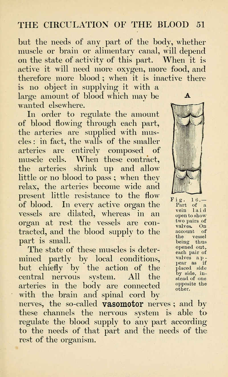 but the needs of any part of the body, whether muscle or brain or alimentary canal, will depend on the state of activity of this part. When it is active it will need more oxygen, more food, and therefore more blood ; when it is inactive there is no object in supplying it with a large amount of blood which may be A wanted elsewhere. In order to regulate the amount of blood flowing through each part, the arteries are supplied with mus- cles : in fact, the walls of the smaller arteries are entirely composed of muscle cells. When these contract, the arteries shrink up and allow little or no blood to pass ; when they relax, the arteries become wide and present little resistance to the flow of blood. In every active organ the vessels are dilated, whereas in an organ at rest the vessels are con- tracted, and the blood supply to the part is small. The state of these muscles is deter- mined partly by local conditions, but chiefly by the action of the central nervous system. All the arteries in the body are connected with the brain and spinal cord by nerves, the so-called vasomotor nerves ; and by these channels the nervous system is able to regulate the blood supply to any part according to the needs of that part and the needs of the rest of the organism. Fig