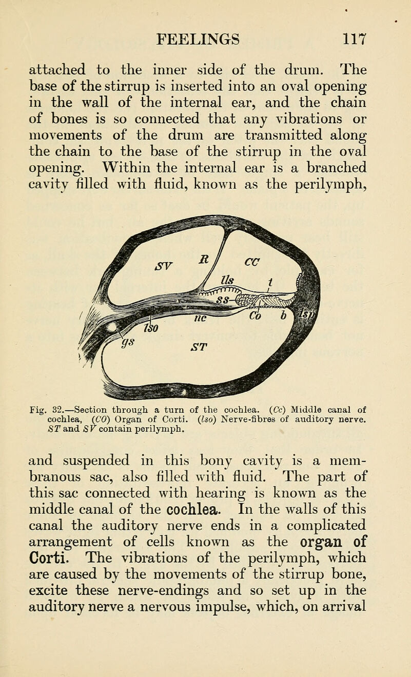 attached to the inner side of the drum. The base of the stirrup is inserted into an oval opening in the wall of the internal ear, and the chain of bones is so connected that any vibrations or movements of the drum are transmitted along the chain to the base of the stirrup in the oval opening. Within the internal ear is a branched cavity filled with fluid, known as the perilymph, Fig. 32.—Section through a turn of the cochlea. (Cc) Middle canal of cochlea, (CO) Organ of Corti. (Iso) Nerve-fibres of auditory nerve. ST and SV contain perilymph. and suspended in this bony cavity is a mem- branous sac, also filled with fluid. The part of this sac connected with hearing is known as the middle canal of the cochlea. In the walls of this canal the auditory nerve ends in a complicated arrangement of cells known as the organ of Corti. The vibrations of the perilymph, which are caused by the movements of the stirrup bone, excite these nerve-endings and so set up in the auditory nerve a nervous impulse, which, on arrival