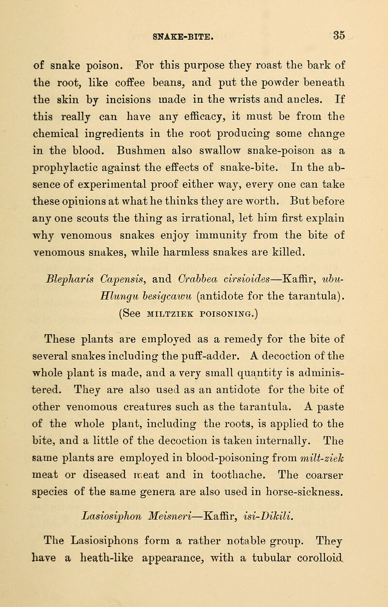 of snake poison. For this purpose they roast the bark of the root, like coffee beans, and put the powder beneath the skin by incisions made in the wrists and ancles. If this really can have any efficacy, it must be from the chemical ingredients in the root producing some change in the blood. Bushmen also swallow snake-poison as a prophylactic against the effects of snake-bite. In the ab- sence of experimental proof either way, every one can take these opinions at what he thinks they are worth. But before any one scouts the thing as irrational, let him first explain why venomous snakes enjoy immunity from the bite of venomous snakes, while harmless snakes are killed. Blejpharls Capensis, and Crabbea cirsioides—Kaffir, ubu- Hlungu besigcawu (antidote for the tarantula). (See MILTZIEK POISONING.) These plants are employed as a remedy for the bite of several snakes including the puff-adder. A decoction of the whole plant is made, and a very small quantity is adminis- tered. They are also used as an antidote for the bite of other venomous creatures such as the tarantula. A paste of the whole plant, including the roots, is applied to the bite, and a little of the decoction is taken internally. The same plants are employed in blood-poisoning from milt-ziek meat or diseased meat and in toothache. The coarser species of the same genera are also used in horse-sickness. Lasiosiphon Meisneri—Kaffir, isi-Dikili. The Lasiosiphons form a rather notable group. They have a heath-like appearance, with a tubular corolloid