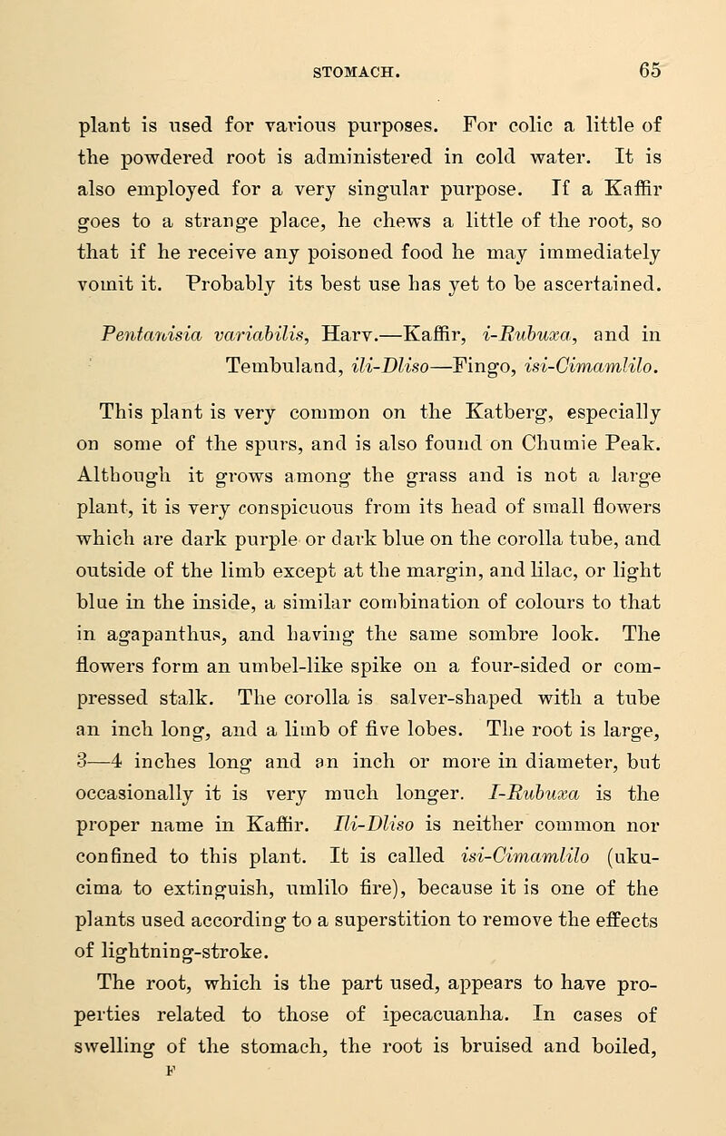 plant is used for various purposes. For colic a little of the powdered root is administered in cold water. It is also employed for a very singular purpose. If a Kaffir goes to a strange place, lie chews a little of the root, so that if he receive any poisoned food he may immediately vomit it. Probably its best use has yet to be ascertained. Pentanisia variabilis, Harv.—Kaffir, i-Rubuxa, and in Tembuland, ili-Dliso—Fingo, isi-Cimamlilo. This plant is very common on the Katberg, especially on some of the spurs, and is also found on Chumie Peak. Although it grows among the grass and is not a large plant, it is very conspicuous from its head of small flowers which are dark purple or dark blue on the corolla tube, and outside of the limb except at the margin, and lilac, or light blue in the inside, a similar combination of colours to that in agapanthus, and having the same sombre look. The flowers form an umbel-like spike on a four-sided or com- pressed stalk. The corolla is salver-shaped with a tube an inch long, and a limb of five lobes. The root is large, 3—4 inches long and an inch or more in diameter, but occasionally it is very much longer. I-Rubuxa is the proper name in Kaffir. Ili-Dliso is neither common nor confined to this plant. It is called isi-Cimamlilo (uku- cima to extinguish, umlilo fire), because it is one of the plants used according to a superstition to remove the effects of lightning-stroke. The root, which is the part used, appears to have pro- perties related to those of ipecacuanha. In cases of swelling of the stomach, the root is bruised and boiled,