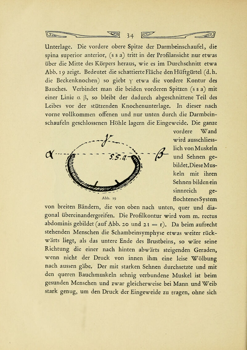 Unterlage. Die vordere obere Spitze der Darmbeinschaufel, die Spina superior anterior, (s s a) tritt in der Profilansicht nur etwas über die Mitte des Körpers heraus, wie es im Durchschnitt etwa Abb. ip zeigt. Bedeutet die schattierte Fläche den Hüftgürtel (d.h. die Beckenknochen) so giebt y etwa die vordere Kontur des Bauches. Verbindet man die beiden vorderen Spitzen (s s a) mit einer Linie a ß, so bleibt der dadurch abgeschnittene Teil des Leibes vor der stützenden Knochenunterlage. In dieser nach vorne vollkommen offenen und nur unten durch die Darmbein- schaufeln geschlossenen Höhle lagern die Eingeweide. Die ganze vordere Wand .-/•--. wird ausschliess- ,'^ ^» yj lieh von Muskeln * */^ S.^.^.tSS (^ und Sehnen ge- bildet.Diese Mus- keln mit ihren Sehnen bilden ein sinnreich ge- ^^^- ^9 flochtenes System von breiten Bändern, die von oben nach unten, quer und dia- gonal übereinandergreifen. Die Profilkontur wird vom m. rectus abdominis gebildet (auf Abb. 20 und 21 = r). Da beim aufrecht stehenden Menschen die Schambeinsymphyse etwas weiter rück- wärts liegt, als das untere Ende des Brustbeins, so wäre seine Richtung die einer nach hinten abwärts steigenden Geraden, wenn nicht der Druck von innen ihm eine leise Wölbung nach aussen gäbe. Der mit starken Sehnen durchsetzte und mit den queren Bauchmuskeln sehnig verbundene Muskel ist beim gesunden Menschen und zwar gleicherweise bei Mann und Weib stark genug, um den Druck der Eingeweide zu tragen, ohne sich