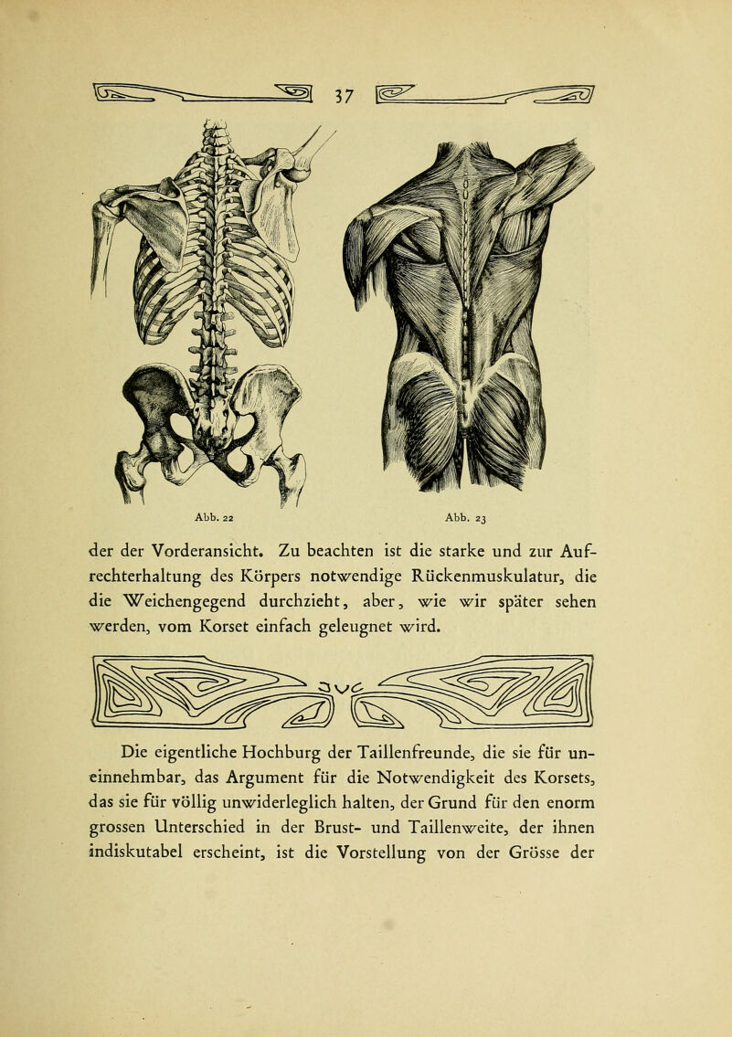 der der Vorderansicht. Zu beachten ist die starke und zur Auf- rechterhaltung des Körpers notwendige Rückenmuskulatur, die die Weichengegend durchzieht, aber, wie wir später sehen werden, vom Korset einfach geleugnet wird. Die eigentliche Hochburg der Taillenfreunde, die sie für un- einnehmbar, das Argument für die Notwendigkeit des Korsets, das sie für völlig unwiderleglich halten, der Grund für den enorm grossen Unterschied in der Brust- und Taillenweite, der ihnen indiskutabel erscheint, ist die Vorstellung von der Grösse der