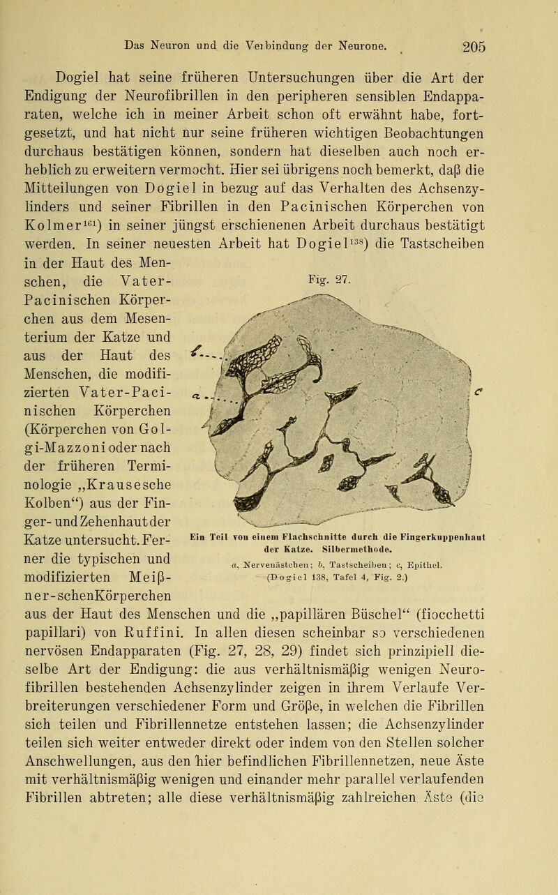 Dogiel hat seine früheren Untersuchungen über die Art der Endigung der Neurofibrillen in den peripheren sensiblen Endappa- raten, welche ich in meiner Arbeit schon oft erwähnt habe, fort- gesetzt, und hat nicht nur seine früheren wichtigen Beobachtungen durchaus bestätigen können, sondern hat dieselben auch noch er- heblich zu erweitern vermocht. Hier sei übrigens noch bemerkt, daß die Mitteilungen von Dogiel in bezug auf das Verhalten des Achsenzy- linders und seiner Fibrillen in den Pacinischen Körperchen von Ko Im er 161) in seiner jüngst erschienenen Arbeit durchaus bestätigt werden. In seiner neuesten Arbeit hat Dogiel^^s) die Tastscheiben in der Haut des Men- schen, die Vater- Fig- 27. Pacinischen Körper- .^■^~'\, chen aus dem Mesen- y^'^' terium der Katze und aus der Haut des Menschen, die modifi- zierten Vater-Paci- ni sehen Körperchen (Körperchen von Gol- gi-Mazzoni oder nach der früheren Termi- nologie „Krause sehe Kolben) aus der Fin- ger- undZehenhautder Katze untersucht. Fer- ner die typischen und ner-schenKörperchen aus der Haut des Menschen und die „papillären Büschel (fiocchetti papillari) von Ruffini. In allen diesen scheinbar so verschiedenen nervösen Endapparaten (Fig. 27, 28, 29) findet sich prinzipiell die- selbe Art der Endigung: die aus verhältnismäßig wenigen Neuro- fibrillen bestehenden Achsenzylinder zeigen in ihrem Verlaufe Ver- breiterungen verschiedener Form und Größe, in welchen die Fibrillen sich teilen und Fibrillennetze entstehen lassen; die Achsenzylinder teilen sich weiter entweder direkt oder indem von den Stellen solcher Anschwellungen, aus den Tiier befindlichen Fibrillennetzen, neue Äste mit verhältnismäßig wenigen und einander mehr parallel verlaufenden Fibrillen abtreten; alle diese verhältnismäßig zahlreichen Äste (die Ein Teil tou einem Flachsclinitte durch die Fingerknppenliant der Katze. Silberniethode. a, Nervenästcben; &, Tastscheiben; c, Epithel.