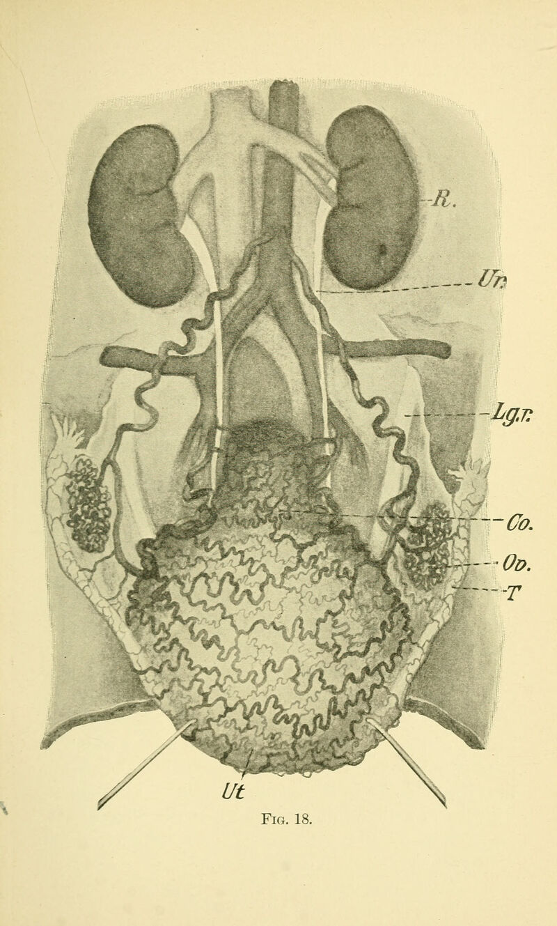 Fig. 18.