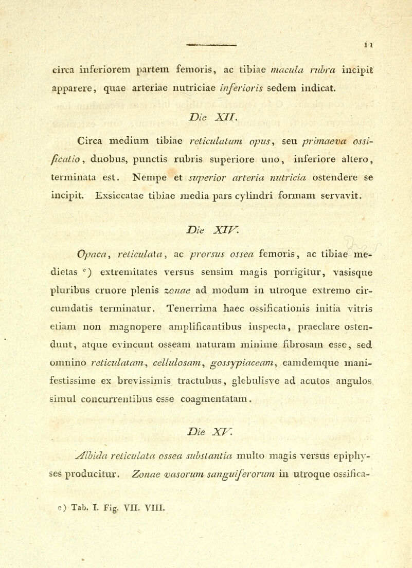 circa inferiorem partem femoris, ac tibiae macula richra iiicipit apparere, quae arteriae nutriciae inferloris sedem indicat. Die XII, Circa medium tibiae reticulatum opus^ seu primaeva ossi-- ficatio ^ duobus, punctis rubris superiore uno, inferiore altero, terminata est. Nempe et superior arteria nutricia ostendere se incipit. Exsiccatae tibiae media pars cylindri formam servavit, Bie Xm Opaca, reticulaXa, ac prorsus ossea femoris, ac tibiae me- dietas ^) extremitates versus sensim magis porrigitur, vasisque pluribus cruore plenis zonae ad modum in utroque extremo cir- cumdatis terminatur. Tenerrima Iiaec ossificationis initia vitris etiam non magnopere amplificantibus inspecta, praeclare osten- dmit, atque eviucunt osseam naturam minime £brosam esse, sed omnino reticulatain^ cellulosam^ gossypiaceam ^ eamdemque mani- festissime ex brevissimis tractubus, glebulisve ad acutos angulos simul concurrentibus esse coagmentatam, Die XV. ^lhida reticulata ossea suhslantia multo magis versus epipli)'- ses producitiu*. Zonae vasorum sanguiferorum i\\ utroque ossifica- e) Tab. I. Fig. VII. VIII.