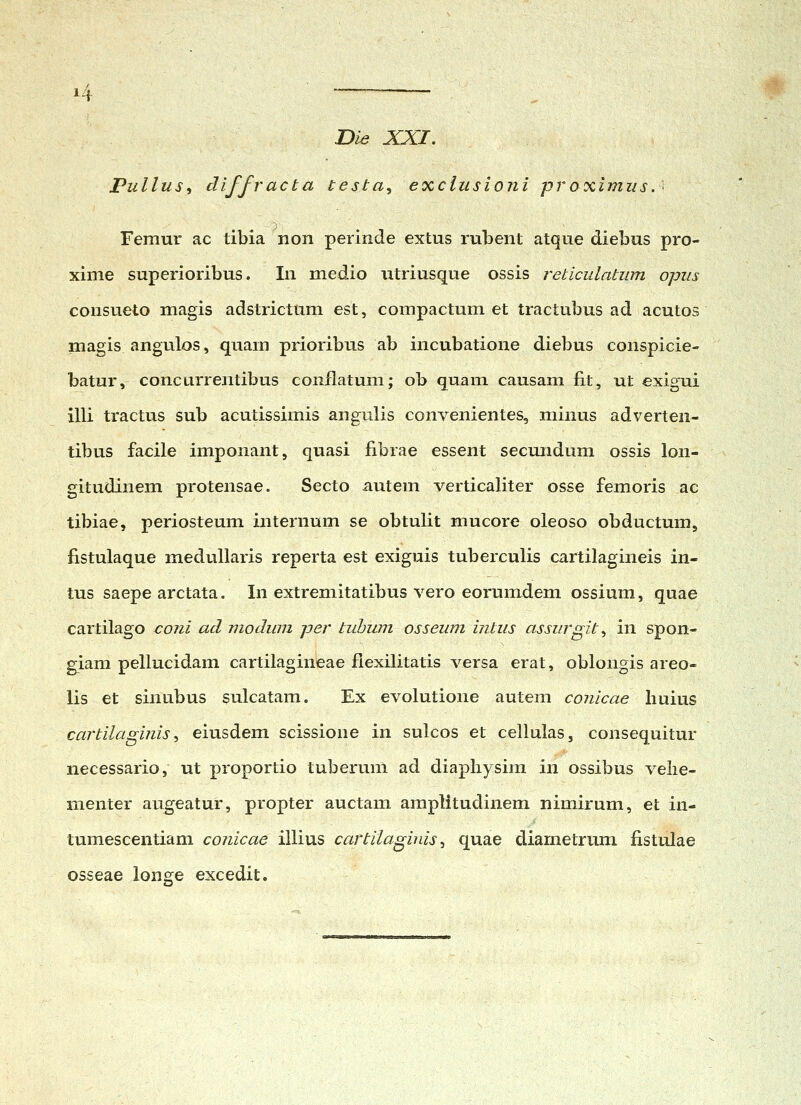 l^ Die XXI. Pullus^ diffracta testa, exciusioni proximus. ' Femur ac tibia non perinde extus rubent atque diebus pro- xime superioribus. In medio utriusque ossis reticulatum opus consueto magis adstrictum est, compactum et tractubus ad acutos magis angulos, quam prioribus ab incubatione diebus conspicie- batur, concLirrentibus coiiflatum; ob quam causam fit, ut exigui illi tractus sub acutissimis angulis convenientes, minus adverten- tibus facile imponant, quasi fibrae essent secundum ossis lon- gitudinem protensae. Secto autem verticaliter osse femoris ac tibiae, periosteum internum se obtulit mucore oleoso obductum, fistulaque medullaris reperta est exiguis tuberculis cartilagineis in- tus saepe arctata, In extremitatibus vero eorumdem ossium, quae cartilago coni ad modum per tubum osseum intus assurgit^ in spon- giam pellucidam cartilagineae flexilitatis versa erat, oblongis areo- lis et sinubus sulcatam. Ex evolutione autem conicae huius cartilaginis ^ eiusdem scissione in sulcos et cellulas, consequitur necessario, ut proportio tuberunl ad diapliysim in ossibus velie- menter augeatur, propter auctam amplitudinem nimirum, et in- tumescentiam conicae illius cartiiaginis ^ quae diametrum fistulae osseae longe excedit.