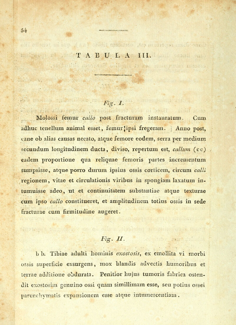 if T A B U L A III ^ ■ Firr. I. Molossi femur callo post fracturam instauralum. Cmn adhuc lenellum animal esset, femurjipsi fregeram. • Anno post, cane ob alias causas necato, atque femore eodem, serra per mediurrj secundum longitudinem ducta, diviso, repertum est, callwn (cc) eadem proportione qua reliquae femoris partes incremeBtum surapsisse, atque porro durum ipsius ossis corticem, circum calli regionem, ^dtae et circulationis viribus in spongiam laxatum in- tumuisse adeo, ut et continuitatem substantiae atque texturae cum ipso callo constitueret, et amplitudinem totius ossis in sede fractuiae cum firmitudine augeret. Fig. 11. :., b b. Tibiae adulti liominis exostosis, ex emollita vi morbi ossis superficie exsurgens, mox blandis advectis liumoribus et terrae addilione obdurata. Penitior liujus tumoris fabrica osten- dit exostosim genuino ossi quam simillimam esse, seu potius ossei parencliymatis expaiisioneni esse atque intumescentiam.