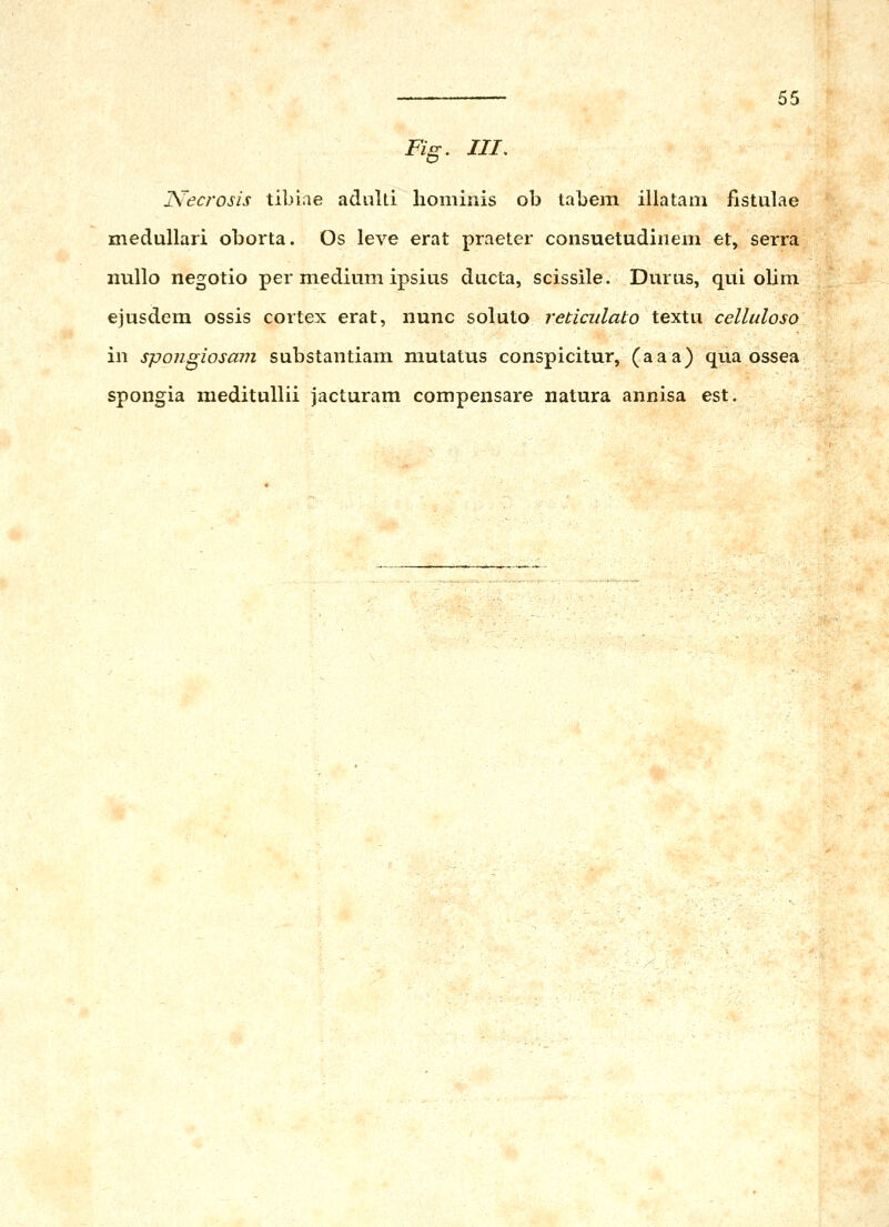 55 Fig. III, jS^ecrosis tibiae aclulti liominis ob tabem illatam fistulae medullari oborta. Os leve erat praeter consuetudiiiem et, serra niillo negotio per medium ipsius ducta, scissile. Durus, qui olim ejusdem ossis cortex erat, nunc soluto reticulato textu celluloso in spongiosavi substantiam mutatus conspicitur, (aaa) qua ossea spongia meditullii jacturam compensare natura annisa est.