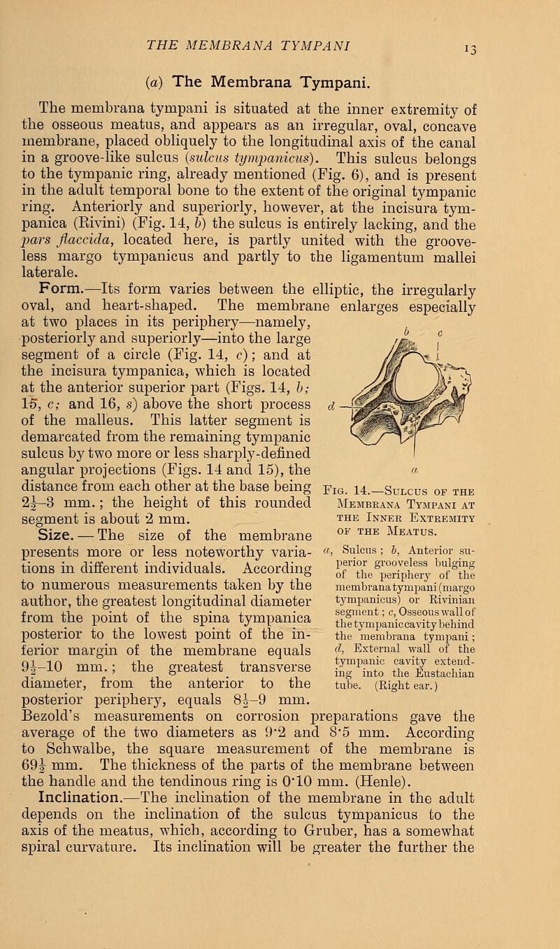 (a) The Membrana Tympani. The membrana tympani is situated at the inner extremity of the osseous meatus, and appears as an irregular, oval, concave membrane, placed obliquely to the longitudinal axis of the canal in a groove-like sulcus (sulcus tympanicus). This sulcus belongs to the tympanic ring, already mentioned (Fig. 6), and is present in the adult temporal bone to the extent of the original tympanic ring. Anteriorly and superiorly, however, at the incisura tym- panica (Eivini) (Fig. 14, b) the sulcus is entirely lacking, and the pars flaccida, located here, is partly united with the groove- less margo tympanicus and partly to the ligamentum mallei laterale. Form.—Its form varies between the elliptic, the irregularly oval, and heart-shaped. The membrane enlarges especially at two places in its periphery—namely, posteriorly and superiorly—into the large segment of a circle (Fig. 14, c); and at the incisura tympanica, which is located at the anterior superior part (Figs. 14, b; W, c; and 16, s) above the short process of the malleus. This latter segment is demarcated from the remaining tympanic sulcus by two more or less sharply-defined angular projections (Figs. 14 and 15), the distance from each other at the base being 2^-3 mm.; the height of this rounded segment is about 2 mm. Size. — The size of the membrane presents more or less noteworthy varia- tions in different individuals. According to numerous measurements taken by the author, the greatest longitudinal diameter from the point of the spina tympanica posterior to the lowest point of the in- ferior margin of the membrane equals 9|-10 mm.; the greatest transverse diameter, from the anterior to the posterior periphery, equals 8J-9 mm. Bezold's measurements on corrosion preparations gave the average of the two diameters as 9*2 and 8-5 mm. According to Schwalbe, the square measurement of the membrane is 69|- mm. The thickness of the parts of the membrane between the handle and the tendinous ring is 0*10 mm. (Henle). Inclination.—The inclination of the membrane in the adult depends on the inclination of the sulcus tympanicus to the axis of the meatus, which, according to Gruber, has a somewhat spiral curvature. Its inclination will be greater the further the Fig. 14.—Sulcus of the Membrana Tympani at the Inner Extremity of the Meatus. a, Sulcus ; b, Anterior su- perior grooveless bulging of the periphery of the membrana tympani (margo tympanicus) or Rivinian segment; c, Osseous wall of the tympanic cavity behind the membrana tympani; d, External wall of the tympanic cavity extend- ing into the Eustachian tube. (Right ear.)