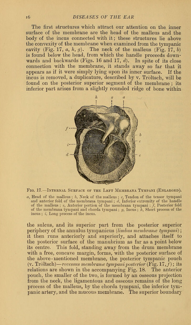 The first structures which attract our attention on the inner surface of the membrane are the head of the malleus and the body of the incus connected with it; these structures lie above the convexity of the membrane when examined from the tympanic cavity (Fig. 17, a, h, g). The neck of the malleus (Fig. 17, b) is found below the head, from which the handle proceeds down- wards and backwards (Figs. 16 and 17, d). In spite of its close connection with the membrane, it stands away so far that it appears as if it were simply lying upon its inner surface. If the incus is removed, a duplicature, described by v. Troltsch, will be found on the posterior superior segment of the membrane ; its inferior part arises from a slightly rounded ridge of bone within d- Fig. 17.—Internal Surface of the Left Membrana Tympani (Enlarged). a, Head of the malleus ; b, Neck of the malleus ; c, Tendou of the tensor tympani and anterior fold of the membrana tympani; d, Inferior extremity of the handle of the malleus ; e, Anterior portion of the membrana tympani ; /, Posterior fold of the membrana tympani and chorda tympani; g, Incus ; h, Short process of the incus ; i, Long process of the incus. the sulcus, and its superior part from the posterior superior periphery of the annulus tympanicus (limbus membraiue tympani); it then runs anteriorly and superiorly, and attaches itself to the posterior surface of the manubrium as far as a point below its centre. This fold, standing away from the drum membrane with a free, concave margin, forms, with the posterior surface of the above-mentioned membrane, the posterior tympanic pouch (v. Troltsch)—recessus membraiue tympani posterior (Fig. 17,/); its relations are shown in the accompanying Fig. 18. The anterior pouch, the smaller of the two, is formed by an osseous projection from the neck, the ligamentous and osseous remains of the long process of the malleus, by the chorda tympani, the inferior tym- panic artery, and the mucous membrane. The superior boundary