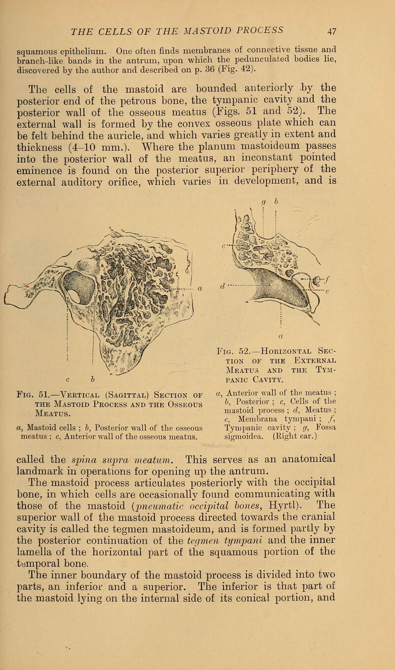 squamous epithelium. One often finds membranes of connective tissue and branch-like bands in the antrum, upon which the pedunculated bodies lie, discovered by the author and described on p. 36 (Fig. 42). The cells of the mastoid are bounded anteriorly -by the posterior end of the petrous bone, the tympanic cavity and the posterior wall of the osseous meatus (Figs. 51 and 52). The external wall is formed by the convex osseous plate which can be felt behind the auricle, and which varies greatly in extent and thickness (4-10 mm.). Where the planum mastoideum passes into the posterior wall of the meatus, an inconstant pointed eminence is found on the posterior superior periphery of the external auditory orifice, which varies in development, and is Fig. 51.—Vertical (Sagittal) Section of the Mastoid Process and the Osseous Meatus. a, Mastoid cells ; i, Posterior wall of the osseous meatiis ; c, Anterior Avail of the osseous meatus. Fig. 52.—Horizontal Sec- tion of the External Meatus and the Tym- panic Cavity. a, Anterior wall of the meatus ; b, Posterior ; c, Cells of the mastoid process ; d, Meatus ; e, Membrana tympaui ; /, Tympanic cavity ; g, Fossa sigmoidea. (Right ear.) called the spina supra meatum. This serves as an anatomical landmark in operations for opening up the antrum. The mastoid process articulates posteriorly with the occipital bone, in which cells are occasionally found communicating with those of the mastoid (pneumatic occipital bones, Hyrtl). The superior wall of the mastoid process directed towards the cranial cavity is called the tegmen mastoideum, and is formed partly by the posterior continuation of the tegmen tympani and the inner lamella of the horizontal part of the squamous portion of the temporal bone. The inner boundary of the mastoid process is divided into two parts, an inferior and a superior. The inferior is that part of the mastoid lying on the internal side of its conical portion, and