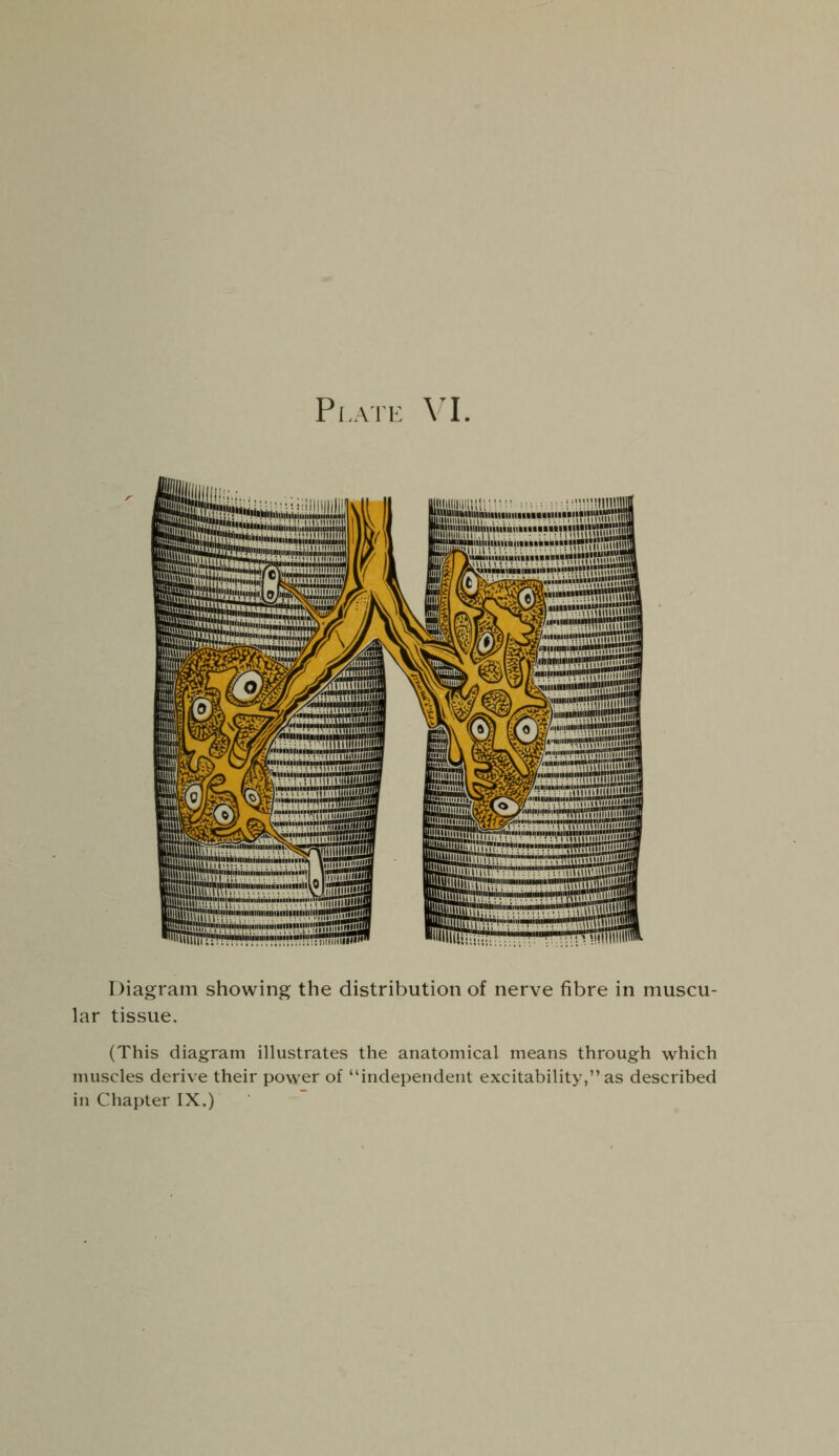 Plate VI aiiiai Diagram showing the distribution of nerve fibre in muscu- lar tissue. (This diagram illustrates the anatomical means through which muscles derive their power of independent excitability, as described in Chapter IX.)