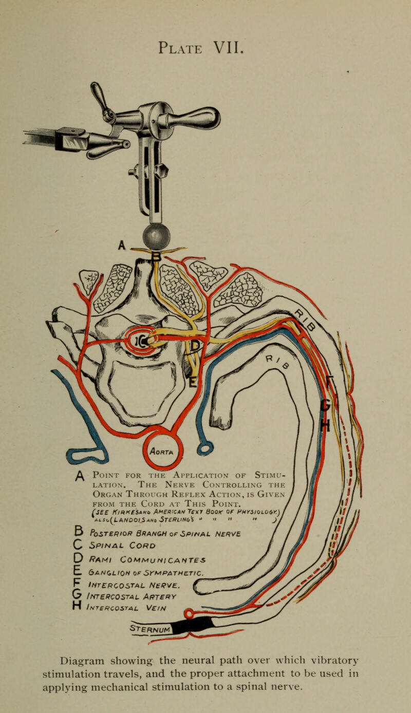 Plate VII Point for the Application of Stimu- lation. The Nerve Controlling the Organ Through Reflex Action, is Given FROM the Cord at This Point. /■jf £■ KiRK£SANb Af^emcAN Texi floo/r of PHrsioioir) ALSt,(^LAND0LSANi,ST£/fVN0i - » »  -' C Spinal Cord D Rami Cof^MuniCANT£s t 6ANCLI0H OF^rMPAThlE.TtC. r iNTBpcosTAL Nerve. G Intercostal Artery H IsTBRcosTAL Vein Diagram showing the neural path over which vibratory stimulation travels, and the proper attachment to be used in applying mechanical stimulation to a spinal nerve.