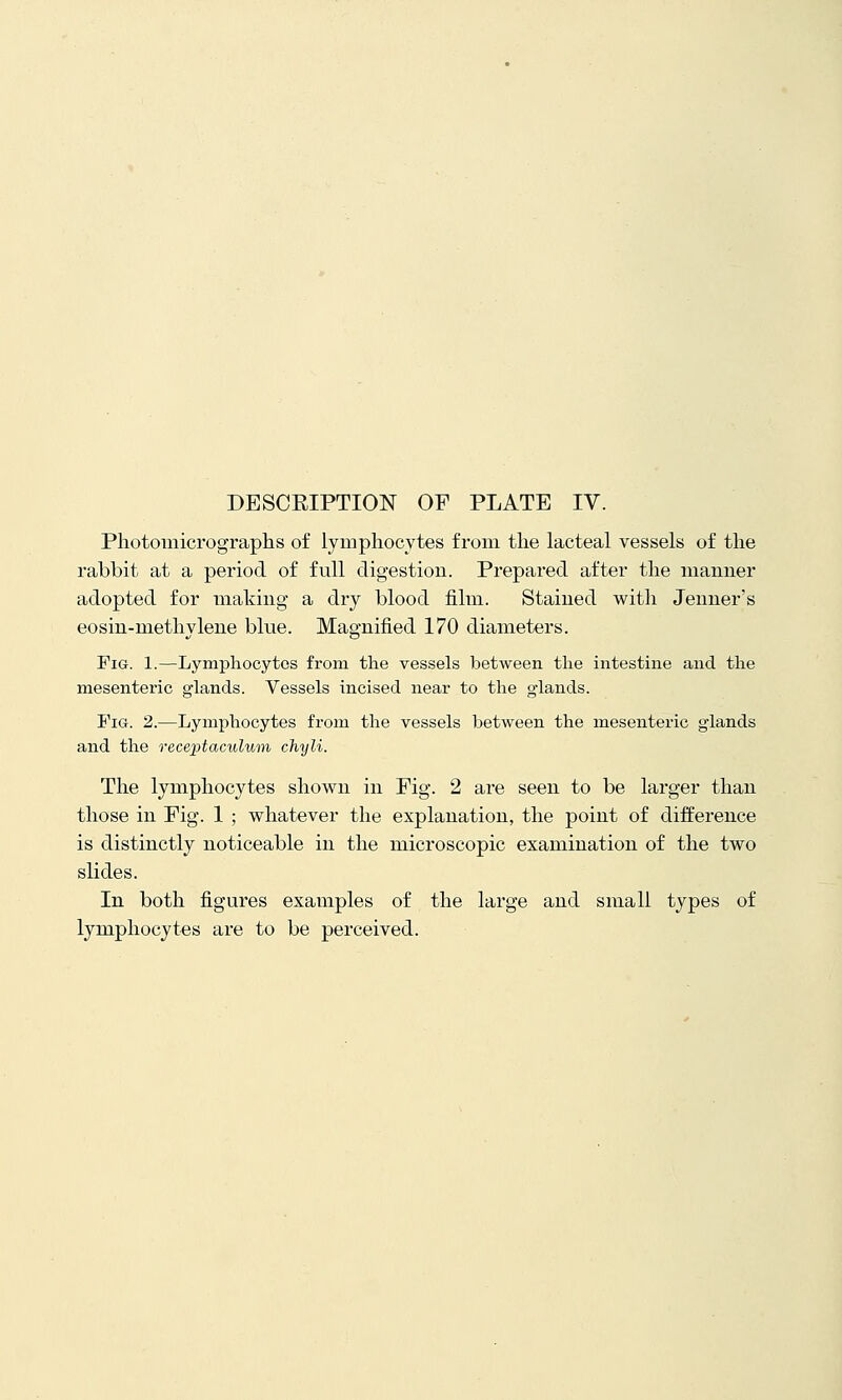 Photomicrograplis of lymphocytes from the lacteal vessels of the rabbit at a period of full digestion. Prepared after the manner adopted for making a dry blood film. Stained with Jeuner's eosin-methylene blue. Magnified 170 diameters. Fig. 1.—Lymphocytes from the vessels between the intestine and the mesenteric glands. Vessels incised near to the glands. Fig. 2.—Lymphocytes from the vessels between the mesenteric glands and the receptaculum chyli. The lymphocytes shown in Fig. 2 are seen to be larger than those in Fig. 1 ; whatever the explanation, the point of difference is distinctly noticeable in the microscopic examination of the two slides. In both figures examples of the large and small types of lymphocytes are to be perceived.