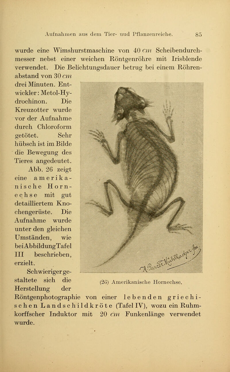 wurde eine Wimshurstmaschine von 40 cm Scheibendurch- messer nebst einer weichen Röntgenröhre mit Irisblende verwendet. Die BeHchtungsdauer betrug bei einem Röhren- abstand von 30 cm drei Minuten. Ent- wickler : Metol-Hy- drochinon. Die Kreuzotter wurde vor der Aufnahme durch Chloroform getötet. Sehr hübsch ist im Bilde die Bewegung des Tieres angedeutet. Abb. 26 zeigt eine amerika- nische Horn- e c h s e mit gut detailliertem Kno- chengerüste. Die Aufnahme wurde unter den gleichen Umständen, wie beiAbbildungTafel III beschrieben, erzielt. Schwieriger ge- staltete sich die Herstellung der Röntgenphotographie von einer lebenden griechi- schen Landschildkröte (TafelIV), wozu ein Ruhm- korffscher Induktor mit 20 cm Funkenlänge verwendet wurde. (26) Amerikanische Hornechse.