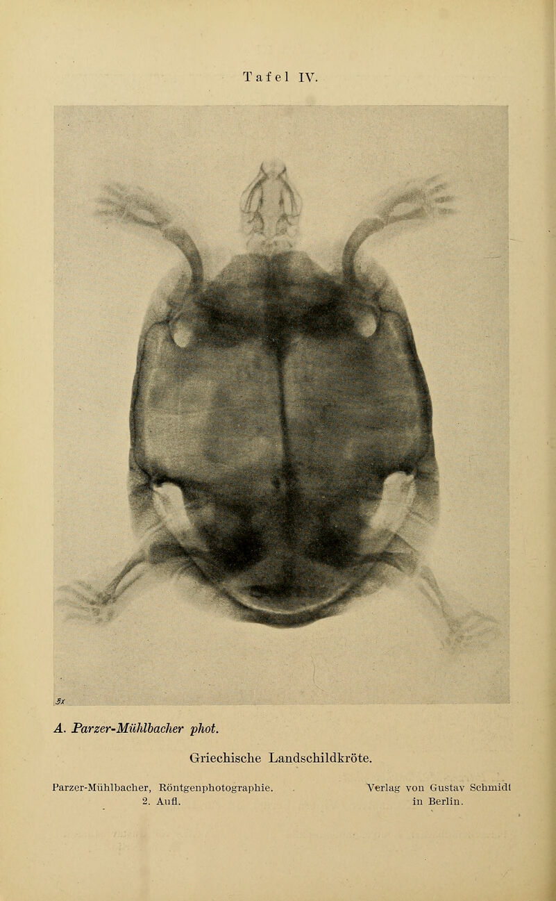 A. Parzer-Mühlhacher phot. Griecliische Landscliildkröte. Parzer-Mühlbacher, Röntgenphotographie. Verlag von Gustav Schmidl