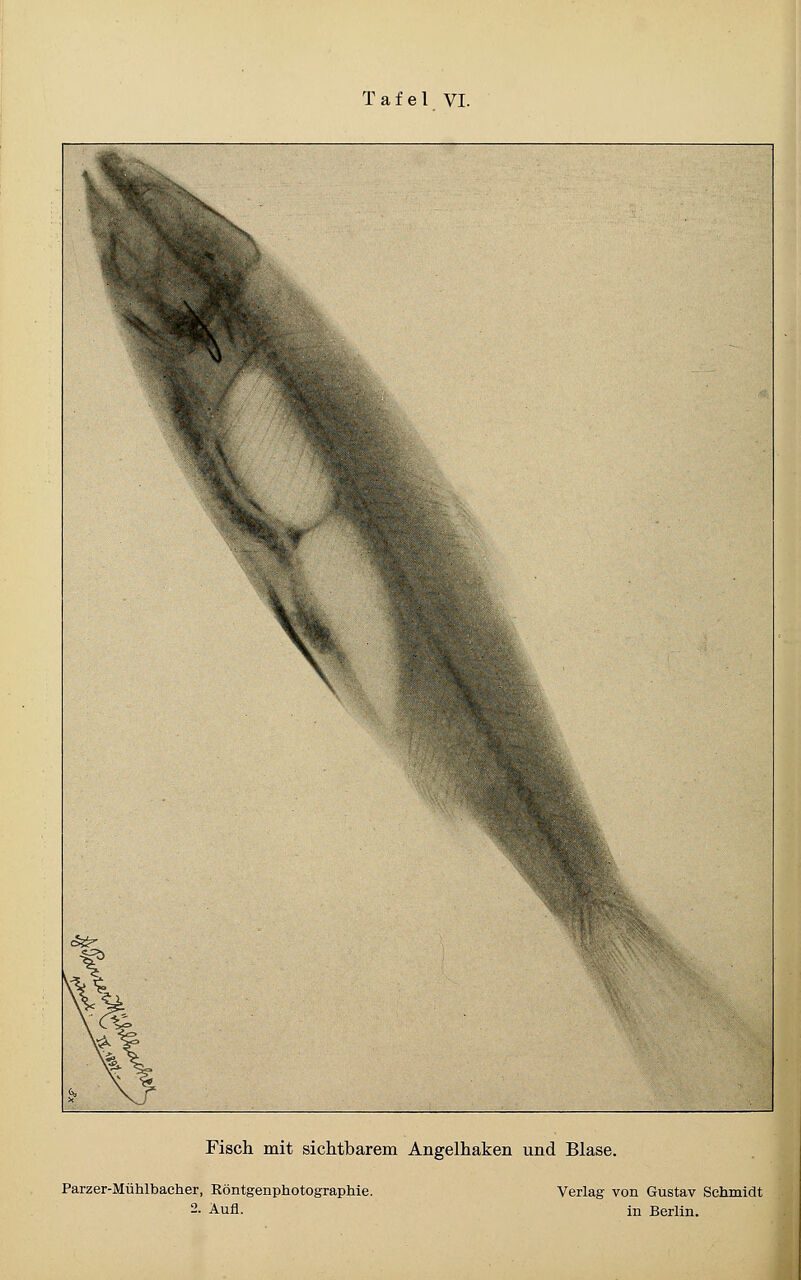 Fisch mit sichtbarem Angelhaken und Blase. Parzer-Mühlbacher, Röntgenphotographie. Verlag von Gustav Schmidt