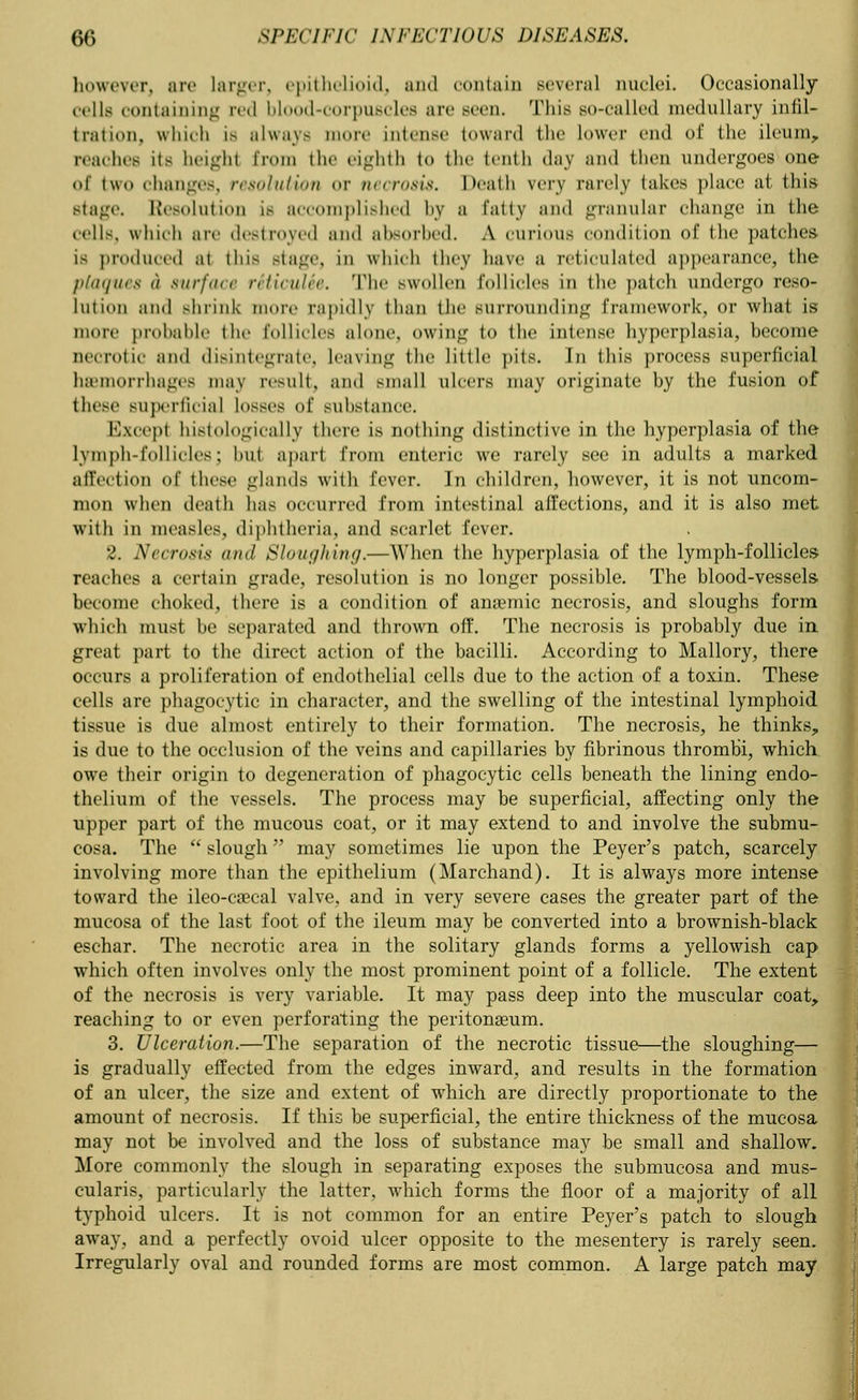 however, are larger, epithelioid, and contain several nuclei. Occasionally cells containing red blood-corpuscles arc seen. This so-called medullary infil- tration, which is always more intense toward the lower end of the ileum, reaches its height from the eighth to the tenth day and then undergoes one of two changes, resolution or necrosis. Death very rarely takes place at tins Btage. Resolution is accomplished by a fatty and granular change in the cells, which are destroyed and absorbed. A curious condition of the patches i- produced at this Btage, in which they have a reticulated appearance, the plaques d surface riticuUe. The swollen follicles in the patch undergo reso- lution and shrink more rapidly than the surrounding framework, or what is more probable the follicles alone, owing to the intense hyperplasia, become aecrotic and disintegrate, leaving the little pits. In this process superficial haemorrhages ma) result, and small ulcers may originate by the fusion of these superficial losses of substance. lvxcept histologically there is nothing distinctive in the hyperplasia of the lymph-follicles; hut apart from enteric we rarely see in adults a marked affection of these glands with fever. In children, however, it is not uncom- mon when death has occurred from intestinal affections, and it is also met with in measles, diphtheria, and scarlet fever. 2. Necrosis and Sloughing.—When the hyperplasia of the lymph-follicles reaches a certain grade, resolution is no longer possible. The blood-vessels become choked, there is a condition of anaemic necrosis, and sloughs form which must be separated and thrown off. The necrosis is probably due in great part to the direct action of the bacilli. According to Mallory, there occurs a proliferation of endothelial cells due to the action of a toxin. These cells are phagocytic in character, and the swelling of the intestinal lymphoid tissue is due almost entirely to their formation. The necrosis, he thinks, is due to the occlusion of the veins and capillaries by fibrinous thrombi, which owe their origin to degeneration of phagocytic cells beneath the lining endo- thelium of the vessels. The process may be superficial, affecting only the upper part of the mucous coat, or it may extend to and involve the submu- cosa. The  slough may sometimes lie upon the Peyer's patch, scarcely involving more than the epithelium (Marchand). It is always more intense toward the ileo-coecal valve, and in very severe cases the greater part of the mucosa of the last foot of the ileum may be converted into a brownish-black eschar. The necrotic area in the solitary glands forms a yellowish cap which often involves only the most prominent point of a follicle. The extent of the necrosis is very variable. It may pass deep into the muscular coat, reaching to or even perforating the peritonaeum. 3. Ulceration.—The separation of the necrotic tissue—the sloughing— is gradually effected from the edges inward, and results in the formation of an ulcer, the size and extent of which are directly proportionate to the amount of necrosis. If this be superficial, the entire thickness of the mucosa may not be involved and the loss of substance may be small and shallow. More commonly the slough in separating exposes the submucosa and mus- cularis, particularly the latter, which forms the floor of a majority of all typhoid ulcers. It is not common for an entire Peyer's patch to slough away, and a perfectly ovoid ulcer opposite to the mesentery is rarely seen. Irregularly oval and rounded forms are most common. A large patch may