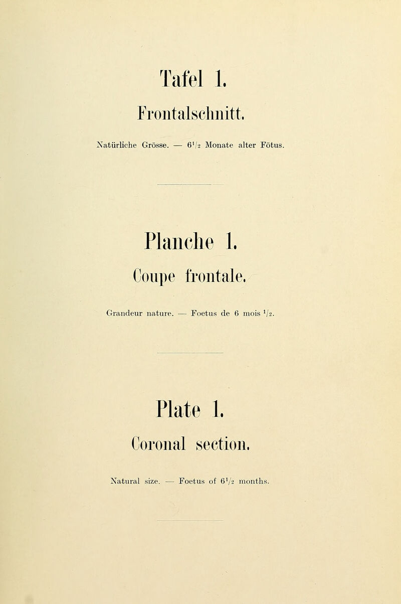 Frontalschnitt. Natiirliche Grosse. — 6'/2 Monate alter Fotus. Plaiiclie 1. Coupe frontale. Grandeur nature. — Foetus de 6 mois Va. Plate 1. Coronal section.