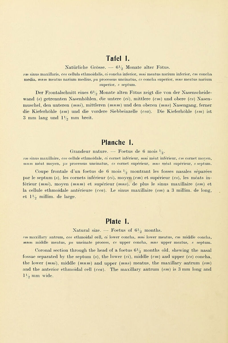 Natiirliche Grosse. — 614 Monate alter Fotus. sm sinus maxillaris, cea cellula ethmoidalis, ci concha inferior, mni meatus narium inferior, cm concha media, mnm meatus narium medius, -pu processus uncinatus, cs concha superior, mns meatus narium superior, s septum. Der Frontalschnitt eines 6% Monate alten Fotvis zeigt die von der Nasenscheide- wand (s) getrennten Nasenhohlen, die untere (ci), mittlere [cin] und obere (cs) Nasen- muschel, den unteren [mni), mittleren (mnvi) und den oberen {mns) Nasengang, ferner die Kieferhohle (sm) und die vordere Siebbeinzelle {cea). Die Kieferhohle {sm) isfc 3 mm lang und 1% mm breit. Planche 1. Grandeur nature. — Foetus de 6 mois 14. sm sinus maxillaire, ceu celhile ethmoidale, ci cornet inferieur, mni meat inferieur, cm cornet moyen, mnvi m6at moyen, fAi processus uncinatus, cs cornet superieui', mns meat superieiu', s septum. Coupe frontale d'un foetus de 6 mois 14 montrant les fosses nasales separees par le septum (s), les cornets inferieur {ci), moyen {cm) et superieur (cs), les meats in- ferieur {mni), moj^en {m,7im) et superieur {mns), de plus le sinus maxillaire (sm) et la cellule ethmoidale anterieure (cea). Le sums maxillaire {sm) a 3 millim. de long, et 11/, millim. de large. Plate 1. Xatural size. — Foetus of 6% months. ■sm. maxillary antrum, cea ethmoidal cell, ci lower concha, mni lower meatus, cm, middle concha, mnm middle meatus, pu uncinate process, cs upper concha, mns upper meatus, s septum. Coronal section through the head of a foetus 6% months old, shewing the nasal fossae separated by the septum (s), the lower {ci), middle {cm) and upper {cs) concha, the lower (mm'), middle {mnm) and upper {mns) meatus, the maxillarj^ antrum (sin) and the anterior ethmoidal cell (cea). The maxillarjr antrum (sm) is 3 mm long and \\'o mm wide.