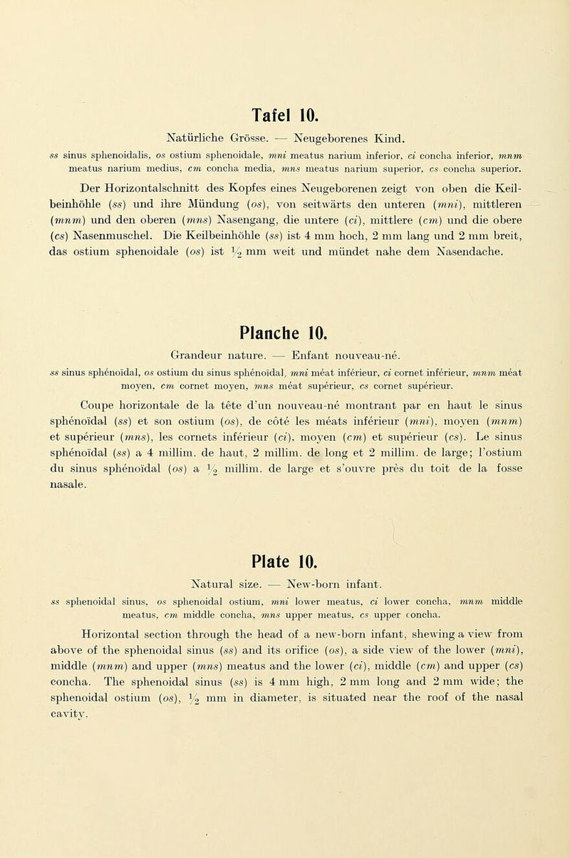 Natiirliche Grosse. — Neugeborenes Kind. ss sinus sphenoidalis, os ostium splienoidale, mni meatus narium inferior, ci concha inferior, mnm meatus narium medius, cm concha media, mns meatus narium superior, cs concha superior. Der Horizontalschnitt des Kopfes eines Neugeborenen zeigt von oben die Keil- beinhohle (ss) und ihre Miindung (os), von seitwarts den unteren {mni), mittleren (mnm) und den oberen (mns) Nasengang, die untere (ci), mittlere (cm) und die obere (cs) Nasenmuschel. Die Keilbeinliohle (ss) ist 4 mm hoch, 2 mm lang und 2 mm breit, das ostium sphenoidale (os) ist H mm weit und miindet nahe dem Nasendache. Planche 10. Grandeur nature. — Enfant nouveau-ne. ss sinus sphenoidal, os ostium du sinus splienoidal, mni meat inferieur, ci cornet inferieur, mnm meat moyen, cm cornet moyen, mns meat superieur, cs cornet superieur. Coupe horizontale de la tete d'un nouveau-ne montrant par en haut le sinus sphenoidal (ss) et son ostium (os), de cote les meats inferieur (mni), moyen (mnm.) et superieur (mns), les comets inferieur (ci), moyen (cm) et superieur (cs). Le sinus sphenoidal (ss) a 4 millim. de haut, 2 millim. de long et 2 millim. de large; I'ostium du sinus sphenoidal (os) a Vi, millim. de large et s'ouvre pres du toit de la fosse nasale. Plate 10. Natural size. — New-born infant. ss splienoidal sinus, os sphenoidal ostium, mni lower meatus, ci lower concha, innm middle meatus, cm middle concha, mns upper meatus, cs upper concha. Horizontal section through the head of a new-born infant, shewing a view from above of the sphenoidal sinus (ss) and its orifice (os), a side view of the lower (mni), middle (m7im) and upper (mns) meatus and the lower (ci), middle (cm) and upper (cs) concha. The sphenoidal sinus (ss) is 4 mm high, 2 mm long and 2 mm wide; the sphenoidal ostium (os), ^ mm in diameter, is situated near the roof of the nasal cavitv.