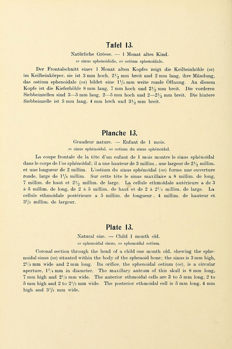 Natiirliehe Grosse. — 1 Monat altes Kind. ss sinus splienoidalis, os ostium sphenoidale. Der Frontalschnitt eines 1 Monat alten Kopfes zeigt die Keilbeinhohle (ss) im Keilbeinkorper, sie ist 3 mm hoch, 2^ mm breit und 2 mm lang, ihre Miindung, das ostium sphenoidale (os) bildet eine 11/4 mm weite runde Offnung. An diesem Kopfe ist die Kieferhohle 8 mm lang, 7 mm hoch und 2% mm breit. Die vorderen Siebbeinzellen sind 3—5 mm lang, 2—5 mm hoch und 2—2^ mm breit. Die hintere Siebbeinzelle ist 5 mm lang, 4 mm hoch und 314 mm breit. Planche 13, Grandeur nature. — Enfant de 1 mois. ss sinus sphenoidal, os ostium du sinus sphenoidal. La coupe frontale de la tete d'un enfant de 1 mois montre le sinus sphenoidal dans le corps de I'os sphenoidal; il a une hauteur de 3 millim., une largeur de 2% millim. et une longueur de 2 millim. L'ostium du sinus sphenoidal (os) forme une ouverture ronde, large de V/i millim. Sur cette tete le sinus maxillaiie a 8 millim. de long, 7 millim. de haut et 21^ millim. de large. La cellule ethmoidale anterieure a de 3 a 5 millim. de long, de 2 a 5 millim. de haut et de 2 a 27^ millim. de large. La cellule ethmoidale posterieure a 5 millim. de longueur , 4 millim. de hauteur et 3^/2 millim. de largeur. Plate 13. Natural size. — Child 1 month old. ss sphenoidal sinus, os sphenoidal ostium. Coronal section through the head of a child one month old, shewing the sphe- noidal sinus (ss) situated within the body of the sphenoid bone; the sinus is 3 mm high, 2V2 mm wide and 2 mm long. Its orifice, the sphenoidal ostium {os), is a circular aperture, lV*Dim in diameter. The maxillary antrum of this skull is 8 mm long, 7 mm high and 2'/a mm wide. The anterior ethmoidal cells are 3 to 5 mm long, 2 to 5 mm high and 2 to 272 mm wide. The posterior ethmoidal cell is 5 mm long, 4 mm high and 372 mm wide.