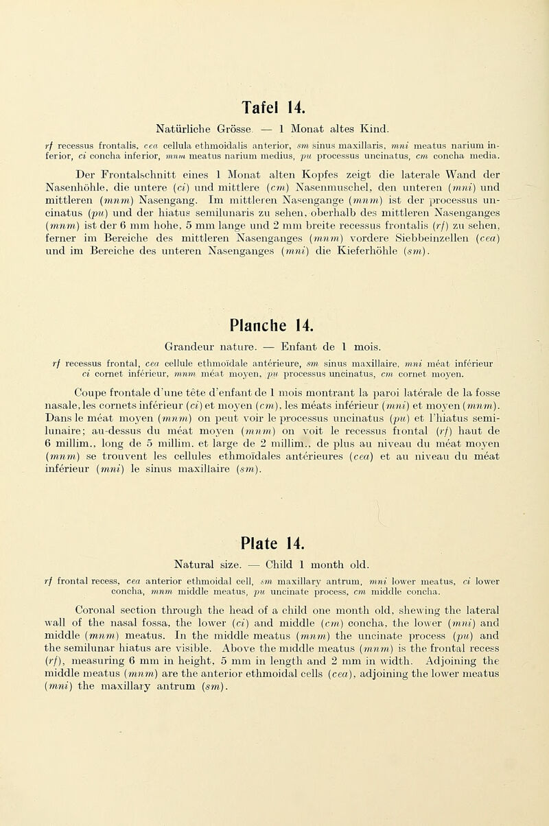 Natiirlicbe Grosse. — 1 Moiiat altes Kind. rf recessus frontalis, cea celliila ethmoidalis anterior, sm sinus maxillaris, mni meatus narium in- ferior, ci concha inferior, innm meatus narium medius, 'pu processus uncinatus, cm conclia media. Der Frontalschnitt eines 1 Monat alten Kopfes zeigt die laterale Wand der Nasenliolile, die untere {ci) und mittlere {cm) Nasenmiischel, den unteren {mni) und mittleren {mnm) Nasengang. Im mittleren Nasengange {mnm) ist der processus un- cinatus {pu) und der hiatus semilunaris zu sehen, oberlialb des mittleren Nasenganges (mnm) ist der 6 mm liohe, 5 mm lange und 2 mm breite recessus frontalis {rf) zu sehen, ferner im Bereiche des mittleren Nasenganges {mnm) vordere Siebbeinzellen {cea) und im Bereiche des unteren Nasenganges {mni) die Kieferhohle {sm). Planche 14. Grandeur nature. — Enfant de 1 mois. rf recessus frontal, cea cellule ethmoidale ant6rieure, sm, sinus maxillaire, m7ii meat inferieur ci cornet inferieur, mnm meat moyen, pu processus uncinatus, cm cornet moyen. Coupe frontale d'une tete d'enfant de 1 mois montrant la parol laterale de la fosse nasale,les cornets inferieur {ci) et moyen {cm), les meats inferieur {mni) et moj'en {mnm). Dans le meat moyen (m?im) on peut voir le processus uncinatus {pu) et I'hiatus semi- lunaire; au-dessus du meat moj'en {mnm) on voit le recessus frontal {rf) haut de 6 millim., long de 5 millim. et large de 2 millim., de plus au niveau du meat moyen {mnm) se trouvent les cellules ethmoidales anterieures {cea) et au niveau du meat inferieur {mni) le sinus maxillaire (.sm). Plate 14. Natural size. — Child 1 month old. rf frontal recess, cea anterior ethmoidal cell, sm maxillary antrum, mni lower meatus, ci lower concha, mnm middle meatus, pu uncinate process, cm middle concha. Coronal section through the head of a child one month old, shewing the lateral wall of the nasal fossa, the lower {ci) and middle {cm) concha, the lower {mni) and middle (mnm) meatus. In the middle meatus {mnm) the uncinate process {pu) and the semilunar hiatus are visible. Above the middle meatus {mnm) is the frontal recess {rf), measuring 6 mm in height, 5 mm in length and 2 mm in width. Adjoining the middle meatus {mnm) are the anterior ethmoidal cells {cea), adjoining the lower meatus {mni) the maxillary antrum {sm).