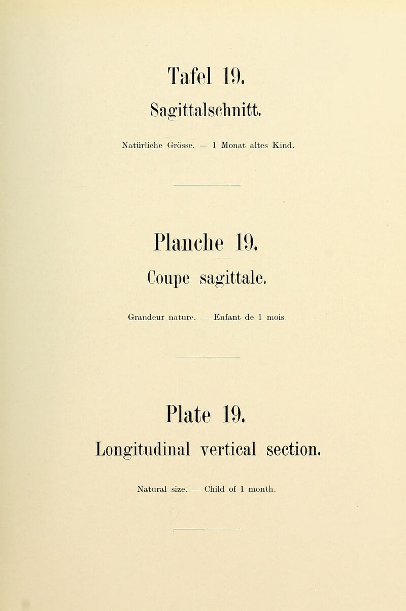 Sagittalschnitt. Natiirliche Grosse. — 1 Monat altes Kind. Plauche 19. Coupe sagittale. Grandeur nature. — Enfant de 1 mois. Plate 19. Longitudinal vertical section.