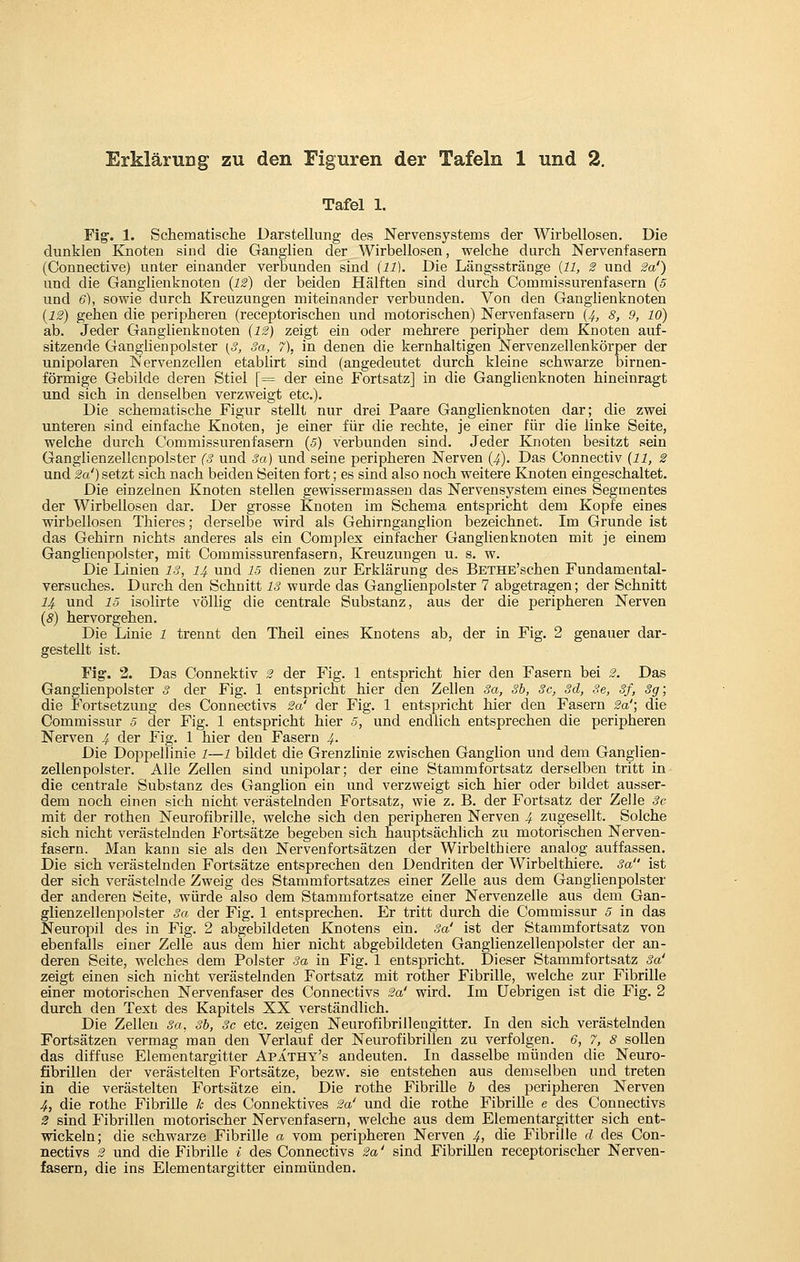 Tafel 1. Fig'. 1. Schematische Darstellung des Nervensystems der Wirbellosen. Die dunklen Knoten sind die Ganglien der Wirbellosen, welche durch Nervenfasern (Connective) unter einander verbunden sind (11). Die Längsstränge {11, 2 und 2<x'') und die Ganglienknoten (12) der beiden Hälften sind durch Commissurenfasern (5 und 6), sowie durch Kreuzungen miteinander verbunden. Von den Ganglienknoten (12) gehen die peripheren (receptorischen und motorischen) Nervenfasern (4, 8, 9, 10) ab. Jeder Ganglienknoten (12) zeigt ein oder mehrere peripher dem Knoten auf- sitzende Ganglienpolster [S, Sa, 7), in denen die kernhaltigen Nervenzellenkörper der unipolaren Nervenzeilen etablirt sind (angedeutet durch kleine schwarze birnen- förmige Gebilde deren Stiel [= der eine Fortsatz] in die Ganglienknoten hineinragt und sich in denselben verzweigt etc.). Die schematische Figur stellt nur drei Paare Ganglienknoten dar; die zwei unteren sind einfache Knoten, je einer für die rechte, je einer für die linke Seite, welche durch Commissurenfasern (5) verbunden sind. Jeder Knoten besitzt sein Ganglienzellenpolster (3 und Sa) und seine peripheren Nerven (4). Das Connectiv (11, 2 und 2a') setzt sich nach beiden Seiten fort; es sind also noch weitere Knoten eingeschaltet. Die einzelnen Knoten stellen gewissermasseu das Nervensystem eines Segmentes der Wirbellosen dar. Der grosse Knoten im Schema entspricht dem Kopfe eines wirbellosen Thieres; derselbe wird als Gehirnganglion bezeichnet. Im Grunde ist das Gehirn nichts anderes als ein Complex einfacher Ganglien knoten mit je einem Ganglienpolster, mit Commissurenfasern, Kreuzungen u. s. w. Die Linien IS, 14 und 15 dienen zur Erklärung des BETHE'schen Fundamental- versuches. Durch den Schnitt IS wurde das Ganglienpolster 7 abgetragen; der Schnitt 14 und 15 isolirte völlig die centrale Substanz, aus der die peripheren Nerven (8) hervorgehen. Die Linie 1 trennt den Theil eines Knotens ab, der in Fig. 2 genauer dar- gestellt ist. Fig-. 2. Das Connektiv 2 der Fig. 1 entspricht hier den Fasern bei 2. Das Ganglienpolster 3 der Fig. 1 entspricht hier den Zellen Sa, 3b, Sc, Sd, 3e, 3f, Sg; die Fortsetzung des Connectivs 2a' der Fig. 1 entspricht hier den Fasern 2a'; die Commissur 5 der Fig. 1 entspricht hier 5, und endlich entsprechen die peripheren Nerven 4 der Fig. 1 hier den Fasern 4. Die Doj^pelHnie 1—1 bildet die Grenzlinie zwischen Ganglion und dem Ganglien- zellenpolster. Alle Zellen sind unipolar; der eine Stammfortsatz derselben tritt in die centrale Substanz des Ganglion ein und verzweigt sich hier oder bildet ausser- dem noch einen sich nicht verästelnden Fortsatz, wie z. B. der Fortsatz der Zelle Sc mit der rothen Neurofibrille, welche sich den peripheren Nerven 4 zugesellt. Solche sich nicht verästelnden Fortsätze begeben sich hauptsächlich zu motorischen Nerven- fasern. JVIan kann sie als den Nervenfortsätzen der Wirbelthiere analog auffassen. Die sich verästelnden Fortsätze entsprechen den Dendriten der Wirbelthiere. Sa ist der sich verästelnde Zweig des Stammfortsatzes einer Zelle aus dem Ganglienpolster der anderen Seite, würde also dem Stammfortsatze einer Nervenzelle aus dem Gan- glienzellenpolster Sa der Fig. 1 entsprechen. Er tritt durch die Commissur 5 in das Neuropil des in Fig. 2 abgebildeten Knotens ein. Sa' ist der Stammfortsatz von ebenfalls einer Zelle aus dem hier nicht abgebildeten Ganglienzellenpolster der an- deren Seite, welches dem Polster Sa in Fig. 1 entspricht. Dieser Stammfortsatz Sa' zeigt einen sich nicht verästelnden Fortsatz mit rother Fibrille, welche zur Fibrille einer motorischen Nervenfaser des Connectivs 2a' wird. Im üebrigen ist die Fig. 2 durch den Text des Kapitels XX verständlich. Die Zellen Sa, Sb, Sc etc. zeigen Neurofibrillengitter. In den sich verästelnden Fortsätzen vermag man den Verlauf der Neurofibrillen zu verfolgen. 6, 7, 8 sollen das diffuse Elementargitter Apathy's andeuten. In dasselbe münden die Neuro- fibrillen der verästelten Fortsätze, bezw. sie entstehen aus demselben und treten in die verästelten Fortsätze ein. Die rothe Fibrille h des peripheren Nerven 4, die rothe Fibrille k des Connektives 2a' und die rothe Fibrille e des Connectivs 2 sind Fibrillen motorischer Nervenfasern, welche aus dem Elementargitter sich ent- wickeln; die schwarze Fibrille a vom peripheren Nerven 4, die Fibrille d des Con- nectivs 2 und die Fibrille i des Connectivs 2a' sind Fibrillen receptorischer Nerven- fasern, die ins Elementargitter einmünden.