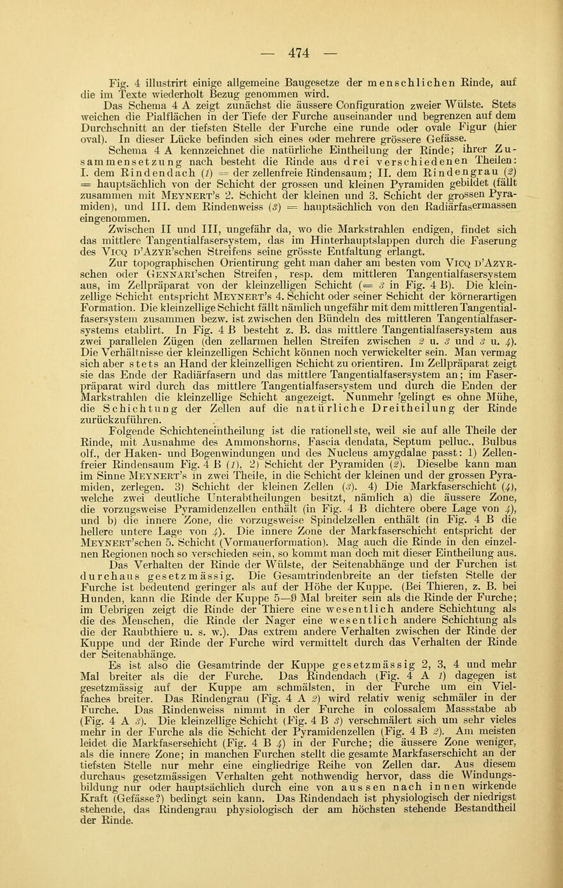 Fig. 4 illustrirt einige allgemeine Baugesetze der menschliclien Einde, auf die im Texte wiederholt Bezug genommen wird. Das Schema 4 A zeigt zunächst die äussere Configuration zweier Wülste. Stets weichen die Pialflächen in der Tiefe der Furche auseinander und begrenzen auf dem Durchschnitt an der tiefsten Stelle der Furche eine runde oder ovale Figur (hier oval). In dieser Lücke befinden sich eines oder mehrere grössere Gefässe. Schema 4 A kennzeichnet die natürliche Eintheilung der Rinde; ihrer Zu- sammensetzung nach besteht die Rinde aus drei verschiedenen Theilen: I. dem Rindendach (I) = der zellenfreie Rindensaum; IL dem Rindengrau (^) = hauptsächlich von der Schicht der grossen und kleinen Pyramiden gebildet (fällt zusammen mit Meynert's 2. Schicht der kleinen und 3. Schicht der grossen Pyra- miden), und III. dem Rindenweiss (3) = hauptsächlich von den Radiärfasermassen eingenommen. Zwischen II und III, ungefähr da, wo die Markstrahlen endigen, findet sich das mittlere Tangentialfasersystem, das im Hinterhauptslappen durch die Faserung des ViCQ D'AzYn'schen Streifens seine grösste Entfaltung erlangt. Zur topographischen Orientirung geht man daher am besten vom ViCQ d'Azyr- schen oder GENNARi'schen Streifen, resp. dem mittleren Tangentialfasersystem aus, im Zellpräparat von der kleinzelligen Schicht (= S in Fig. 4 B). Die klein- zellige Schicht entspricht Meynert's 4. Schicht oder seiner Schicht der körnerartigen Formation. Die kleinzellige Schicht fällt nämlich ungefähr mit dem mittleren Tangential- fasersystem zusammen bezw. ist zwischen den Bündeln des mittleren Tangentialfaser- systems etablirt. In Fig. 4 B besteht z. B. das mittlere Tangentialfasersystem aus zwei parallelen Zügen (den zellarmen hellen Streifen zwischen S u. 3 und 3 u. 4). Die Verhältnisse der kleinzelligen Schicht können noch verwickelter sein. Man vermag sich aber stets an Hand der kleinzelligen Schicht zu orientiren. Im Zellpräparat zeigt sie das Ende der Radiärfasern und das mittlere Tangentialfasersystem an; im Faser- präparat wird durch das mittlere Tangentialfasersystem und durch die Enden der Markstrahlen die kleinzelUge Schicht angezeigt. Nunmehr fgelingt es ohne Mühe, die Schichtung der Zellen auf die natürliche Dreitheilung der Rinde zurückzuführen. Folgende Schichteneintheilung ist die rationellste, weil sie auf alle Theile der Rinde, mit Ausnahme des Ammonshorns, Fascia dendata, Septum pelluc, Bulbus olf., der Haken- und Bogenwindungen und des Nucleus amygdalae passt: 1) Zellen- freier Rindensaum Fig. 4 B (1), 2) Schicht der Pyramiden {^). Dieselbe kann man im Sinne Meynert's in zwei Theile, in die Schicht der kleinen und der grossen Pyra- miden, zerlegen. 3) Schicht der kleinen Zellen (3). 4) Die Markfaserschicht {4), welche zwei deutliche Unterabtheilungen besitzt, nämlich a) die äussere Zone, die vorzugsweise Pyramidenzellen enthält (in Fig. 4 B dichtere obere Lage von 4), und b) die innere Zone, die vorzugsweise Spindelzellen enthält (in Fig. 4 B die hellere untere Lage von 4). Die innere Zone der Markfaserschicht entspricht der MEYNEET'schen 5. Schicht (Vormauerformation). Mag auch die Rinde in den einzel- nen Regionen noch so verschieden sein, so kommt man doch mit dieser Eintheilung aus. Das Verhalten der Rinde der Wülste, der Seitenabhänge und der Furchen ist durchaus gesetz m ässig. Die Gesamtrinden breite an der tiefsten Stelle der Furche ist bedeutend geringer als auf der Höhe der Kuppe. (Bei Thieren, z. B. bei Hunden, kann die Rinde der Kuppe 5—9 Mal breiter sein als die Rinde der Furche; im üebrigen zeigt die Rinde der Thiere eine wesentlich andere Schichtung als die des Menschen, die Rinde der Nager eine wesentlich andere Schichtung als die der Raubthiere u. s. w.). Das extrem andere Verhalten zwischen der Rinde der Kuppe und der Rinde der Furche wird vermittelt durch das Verhalten der Rinde der Seitenabhänge. Es ist also die Gesamtrinde der Kuppe gesetzmässig 2, 3, 4 und mehr Mal breiter als die der Furche. Das Rindendach (Fig. 4 A i) dagegen ist gesetzmässig auf der Kuppe am schmälsten, in der Furche um ein Viel- faches breiter. Das Rindengrau (Fig. 4 A «■) wird relativ wenig schmäler in der Furche. Das Rindenweiss nimmt in der Furche in colossalem Massstabe ab (Fig. 4 A 3). Die kleinzellige Schicht (Fig. 4 B 5) verschmälert sich um sehr vieles mehr in der Furche als die Schicht der Pyramidenzellen (Fig. 4 B S). Am meisten leidet die Markfasersehicht (Fig. 4= B 4) in der Furche; die äussere Zone weniger, als die innere Zone; in manchen Furchen stellt die gesamte Markfaserschicht an der tiefsten Stelle nur mehr eine eingliedrige Reihe von Zellen dar. _ Aus diesem durchaus gesetzmässigen Verhalten geht nothwendig hervor, dass die Windungs- büdung nur oder hauptsächlich durch eine von aussen nach innen wirkende Kraft (Gefässe?) bedingt sein kann. Das Rindendach ist physiologisch der niedrigst stehende, das Rindengrau physiologisch der am höchsten stehende Bestandtheil der Rinde.