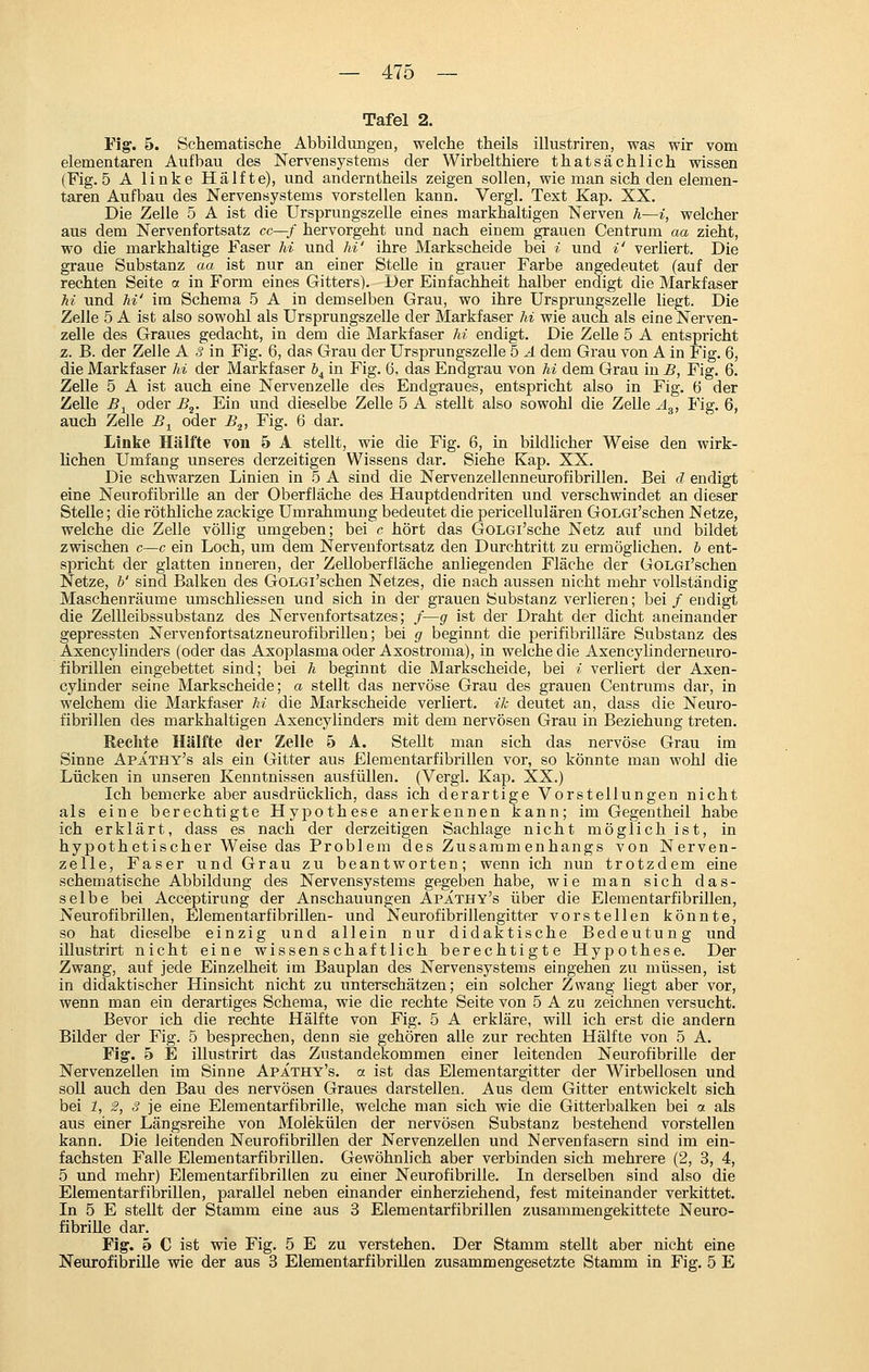 Tafel 2. rig:. 5. Schematische Abbildungen, welche theils illustriren, was wir vom elementaren Aufbau des Nervensystems der Wirbelthiere thatsächlicli wissen (Fig. 5 A linke Hälfte), und andern theils zeigen sollen, wie man sich den elemen- taren Aufbau des Nervensystems vorstellen kann. Vergl. Text Kap. XX. Die Zelle 5 A ist die Ursprungszelle eines markhaltigen Nerven h—i, welcher aus dem Nervenfortsatz cc—f hervorgeht und nach einem grauen Centrum aa zieht, wo die markhaltige Faser hi und hi' ihre Markscheide bei i und *' verliert. Die graue Substanz aa ist nur an einer Stelle in grauer Farbe angedeutet (auf der rechten Seite a in Form eines Gitters). Der Einfachheit halber endigt die Markfaser M und hi' im Schema 5 A in demselben Grau, wo ihre Ursprungszelle liegt. Die Zelle 5 A ist also sowohl als Ursprungszelle der Markfaser hi wie auch als eine Nerven- zelle des Graues gedacht, in dem die Markfaser ki endigt. Die Zelle 5 A entspricht z. B. der Zelle A ,? in Fig. 6, das Grau der Ursprungszelle 5 Ä dem Grau von A in Fig. 6, die Markfaser hi der Markfaser h^ in Fig. 6, das Endgrau von M dem Grau in B, Fig. 6. Zelle 5 A ist auch eine Nervenzelle des Endgraues, entspricht also in Fig. 6 der Zelle B^ oder B^. Ein und dieselbe Zelle 5 A stellt also sowohl die Zelle yl,, Fig. 6, auch Zelle B^ oder B^, Fig. 6 dar. Linke Hälfte von 5 A stellt, wie die Fig. 6, in bildlicher Weise den wirk- lichen Umfang unseres derzeitigen Wissens dar. Siehe Kap. XX. Die schwarzen Linien in 5 A sind die Nervenzellenneurofibrillen. Bei d endigt eine Neurofibrille an der Oberfläche des Hauptdendriten und verschwindet an dieser Stelle; die röthliche zackige Umrahmvmg bedeutet die pericellulären GoLGi'schen Netze, welche die Zelle völlig umgeben; bei c hört das GoLGi'sche Netz auf und bildet zwischen c—c ein Loch, um dem Nerveufortsatz den Durchtritt zu ermöglichen, h ent- spricht der glatten inneren, der Zelloberfläche anliegenden Fläche der GoLGi'schen Netze, h' sind Balken des GoLGi'schen Netzes, die nach aussen nicht mehr vollständig Maschenräume umschliessen und sich in der grauen Substanz verlieren; bei / endigt die Zeilleibssubstanz des Nervenfortsatzes; /—g ist der Draht der dicht aneinander gepressten Nervenfortsatzneurofibrillen; bei g beginnt die perifibrilläre Substanz des Axencylinders (oder das Axoplasma oder Axostroma), in welche die Axencylinderneuro- fibrillen eingebettet sind; bei h beginnt die Markscheide, bei i verliert der Asen- cyhnder seine Markscheide; a stellt das nervöse Grau des grauen Centrums dar, in welchem die Markfaser hi die Markscheide verliert, ih deutet an, dass die Neuro- fibrillen des markhaltigen Axencylinders mit dem nervösen Grau in Beziehung treten. Rechte Hälfte der Zelle 5 A. Stellt man sich das nervöse Grau im Sinne Apathy's als ein Gitter aus Eiern entarfibrillen vor, so könnte man wohl die Lücken in unseren Kenntnissen ausfüllen. (Vergl. Kap. XX.) Ich bemerke aber ausdrücklich, dass ich derartige Vorstellungen nicht als eine berechtigte Hypothese anerkennen kann; im Gegentheil habe ich erklärt, dass es nach der derzeitigen Sachlage nicht möglich ist, in hypothetischer Weise das Problem des Zusammenhangs von Nerven- zelle, Faser und Grau zu beantworten; wenn ich nun trotzdem eine schematische Abbildung des Nervensystems gegeben habe, wie man sich das- selbe bei Acceptirung der Anschauungen Apathy's über die Elementarfibrillen, Neurofibrillen, Elementarfibrillen- und Neurofibrillengitter vorstellen könnte, so hat dieselbe einzig und allein nur didaktische Bedeutung und illustrirt nicht eine wissenschaftlich berechtigte Hypothese. Der Zwang, auf jede Einzelheit im Bauplan des Nervensystems eingehen zu müssen, ist in didaktischer Hinsicht nicht zu unterschätzen; ein solcher Zwang liegt aber vor, wenn man ein derartiges Schema, wie die rechte Seite von 5 A zu zeichnen versucht. Bevor ich die rechte Hälfte von Fig. 5 A erkläre, will ich erst die andern Bilder der Fig. 5 besprechen, denn sie gehören alle zur rechten Hälfte von 5 A. Fig-. 5 E illustrirt das Zustandekommen einer leitenden Neurofibrille der Nervenzellen im Sinne Apathy's. a ist das Elementargitter der Wirbellosen und soll auch den Bau des nervösen Graues darstellen. Aus dem Gitter entwickelt sich bei 1, 2, 3 je eine Elementarfibrille, welche man sich wie die Gitterbalken bei a als aus einer Längsreihe von Molekülen der nervösen Substanz bestehend vorstellen kann. Die leitenden Neurofibrillen der Nervenzellen und Nervenfasern sind im ein- fachsten Falle Elementarfibrillen. Gewöhnlich aber verbinden sich mehrere (2, 3, 4, 5 und mehr) Elementarfibrillen zu einer Neurofibrille. In derselben sind also die Elementarfibrillen, parallel neben einander einherziehend, fest miteinander verkittet. In 5 E stellt der Stamm eine aus 3 Elementarfibrillen zusammengekittete Neuro- fibrille dar. Fig. 5 C ist wie Fig. 5 E zu verstehen. Der Stamm stellt aber nicht eine Neurofibrille wie der aus 3 Elementarfibrillen zusammengesetzte Stamm in Fig. 5 E