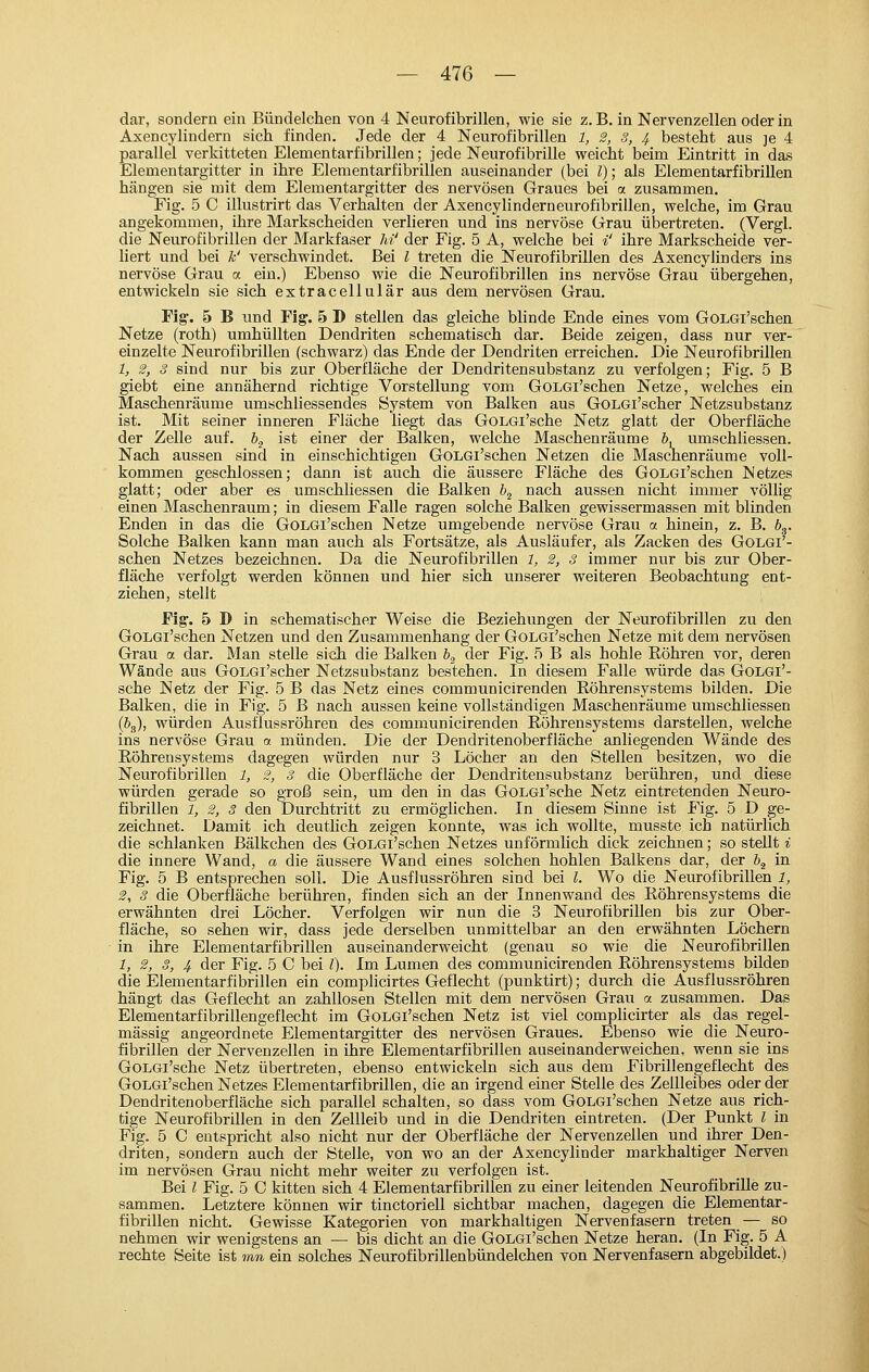 dar, sondern ein Bündelchen von 4 Neurofibrillen, wie sie z.B. in Nervenzellen oder in Axencylindern sich finden. Jede der 4 Neurofibrillen 1, 2, S, 4. besteht aus je 4 parallel verkitteten Elementarfibrillen; jede Neurofibrille weicht beim Eintritt in das Elementargitter in ihre Elementarfibrillen auseinander (bei Z); als Elementarfibrillen hängen sie mit dem Elementargitter des nervösen Graues bei a zusammen. Fig. 5 C illustrirt das Verhalten der Axencylinderneurofibrillen, welche, im Grau angekommen, ihre Markscheiden verlieren und ins nervöse Grau übertreten. (Vergl. die Neurofibrillen der Markfaser M' der Fig. 5 A, welche bei i' ihre Markscheide ver- liert und bei k' verschwindet. Bei l treten die Neurofibrillen des Axencylinders ins nervöse Grau a ein.) Ebenso wie die Neurofibrillen ins nervöse Grau übergehen, entwickeln sie sich extracellulär aus dem nervösen Grau. Fig-. 5 B und Fig:. 5 D stellen das gleiche blinde Ende eines vom GoLGi'schen Netze (roth) umhüllten Dendriten schematisch dar. Beide zeigen, dass nur ver- einzelte Neurofibrillen (schwarz) das Ende der Dendriten erreichen. Die Neurofibrillen 1, 2, 3 sind nur bis zur Oberfläche der Dendritensubstanz zu verfolgen; Fig. 5 B giebt eine annähernd richtige Vorstellung vom GoLGi'schen Netze, welches ein Maschenräume umschliessendes System von Balken aus GOLGi'scher Netzsubstanz ist. Mit seiner inneren Fläche liegt das GoLGi'sche Netz glatt der Oberfläche der Zelle auf. h.^ ist einer der Balken, welche Maschenräume &, umschliessen. Nach aussen sind in einschichtigen GoLGi'schen Netzen die Maschenräume voll- kommen geschlossen; dann ist auch die äussere Fläche des GoLGi'schen Netzes glatt; oder aber es umschliessen die Balken h^ nach aussen nicht immer völlig einen Maschenraum; in diesem Falle ragen solche Balken gewissermassen mit blinden Enden in das die GoLGi'schen Netze umgebende nervöse Grau a hinein, z. B. 6,. Solche Balken kann man auch als Fortsätze, als Ausläufer, als Zacken des GoLGi'- schen Netzes bezeichnen. Da die Neurofibrillen 1, 2, 8 immer nur bis zur Ober- fläche verfolgt werden können und hier sich unserer weiteren Beobachtung ent- ziehen, stellt Fig:. 5 D in schematischer Weise die Beziehungen der Neurofibrillen zu den GoLGi'schen Netzen und den Zusammenhang der GoLGi'schen Netze mit dem nervösen Grau a dar. Man stelle sich die Balken b^ der Fig. 5 B als hohle Röhren vor, deren Wände aus GoLGl'scher Netzsubstanz bestehen. In diesem Falle würde das Golgi'- sche Netz der Fig. 5 B das Netz eines communicirenden Röhrensystems bilden. Die Balken, die in Fig. 5 B nach aussen keine vollständigen Maschenräume umschliessen (63), würden AusfTussröhren des communicirenden Röhrensystems darstellen, welche ins nervöse Grau a münden. Die der Dendritenoberfläche anliegenden Wände des Röhrensystems dagegen würden nur 3 Löcher an den Stellen besitzen, wo die Neurofibrillen 1, 2, 3 die Oberfläche der Dendritensubstanz berühren, und diese würden gerade so groß sein, um den in das GoLGi'sche Netz eintretenden Neuro- fibrillen 1, 2, 3 den Durchtritt zu ermöglichen. In diesem Sinne ist Fig. 5 D ge- zeichnet. Damit ich deutlich zeigen konnte, was ich wollte, musste ich natürlich die schlanken Bälkchen des GoLGi'schen Netzes unförmlich dick zeichnen; so stellt i die innere Wand, a die äussere Wand eines solchen hohlen Balkens dar, der \ in Fig. 5 B entsprechen soll. Die Ausflussröhren sind bei l. Wo die Neurofibrillen 1, 2, 8 die Oberfläche berühren, finden sich an der Innenwand des Röhrensystems die erwähnten drei Löcher. Verfolgen wir nun die 3 Neurofibrillen bis zur Ober- fläche, so sehen wir, dass jede derselben unmittelbar an den erwähnten Löchern in ihre Elementarfibrillen auseinanderweicht (genau so wie die Neurofibrillen 1, 2, 3, 4 der Fig. 5 C bei Z). Im Lumen des communicirenden Röhrensystems bilden die Elementarfibrillen ein complicirtes Geflecht (punktirt); durch die Ausflussröhren hängt das Geflecht an zahllosen Stellen mit dem nervösen Grau a zusammen. Das Elementarfibrillengeflecht im GoLGi'schen Netz ist viel complicirter als das regel- mässig angeordnete Elementargitter des nervösen Graues. Ebenso wie die Neuro- fibrillen der Nervenzellen in ihre Elementarfibrillen auseinanderweichen, wenn sie ins GoLGi'sche Netz übertreten, ebenso entwickeln sich aus dem Fibrillengeflecht des GoLGi'schen Netzes Elementarfibrillen, die an irgend einer Stelle des Zellleibes oder der Dendritenoberfläche sich parallel schalten, so dass vom GoLGi'schen Netze aus rich- tige Neurofibrillen in den Zellleib und in die Dendriten eintreten. (Der Punkt l in Fig. 5 C entspricht also nicht nur der Oberfläche der Nervenzellen und ihrer Den- driten, sondern auch der Stelle, von wo an der Axencylinder markhaltiger Nerven im nervösen Grau nicht mehr weiter zu verfolgen ist. Bei l Fig. 5 C kitten sich 4 Elementarfibrillen zu einer leitenden Neurofibrille zu- sammen. Letztere können wir tinctoriell sichtbar machen, dagegen die Elementar- fibrillen nicht. Gewisse Kategorien von markhaltigen Nervenfasern treten _ — so nehmen wir wenigstens an — bis dicht an die GoLGi'schen Netze heran. (In Fig. 5 A rechte Seite ist mn ein solches Neurofibrillenbündelchen von Nervenfasern abgebildet.)