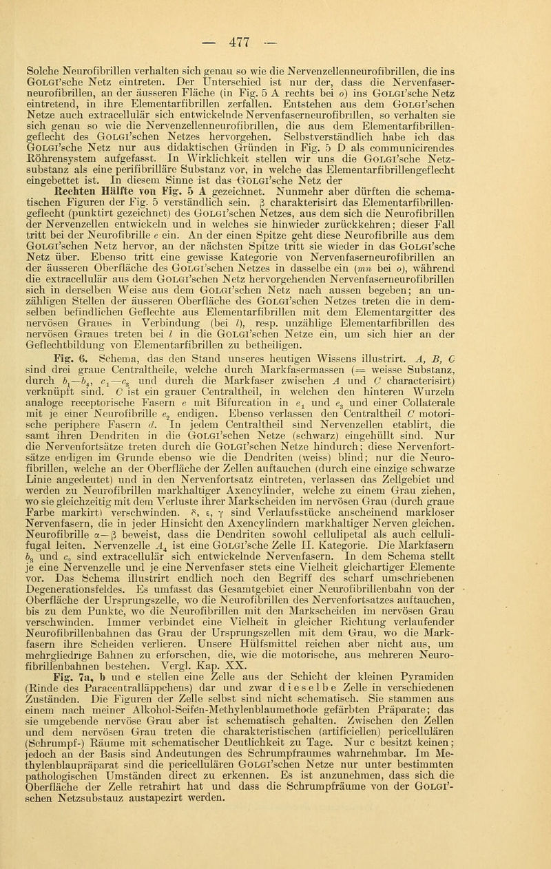 Solche Neurofibrillen verhalten sich p;enau so wie die Nervenzellenneurofibrillen, die ins GoLGl'sche Netz eintreten. Der Unterschied ist nur der, dass die Nervenfaser- neurofibrillen, an der äusseren Fläche (in Fig. 5 A rechts bei o) ins GoLGl'sche Netz eintretend, in ihre Elementarfibrillen zerfallen. Entstehen aus dem GOLGi'schen Netze auch extracellulär sich entwickelnde Nervenfaserneurofibrillen, so verhalten sie sich genau so wie die Nervenzellenneurofibrillen, die aus dem Elementarfibrillen- geflecht des GoLGi'schen Netzes hervorgehen. Selbstverständlich habe ich das GoLGl'sche Netz nur aus didaktischen Gründen in Fig. 5 D als communicirendes Eöhrensystem aufgefasst. In Wirklichkeit stellen wir uns die GoLGl'sche Netz- substanz als eine perifibrilläre Substanz vor, in welche das Elementarfibrillengeflecht eingebettet ist. In diesem Sinne ist das GOLGi'sche Netz der Rechten Hälfte von Fig-. 5 A gezeichnet. Nunmehr aber dürften die schema- tischen Figuren der Fig. 5 verständlich sein, ß charakterisirt das Elementarfibrillen- geflecht (punktirt gezeichnet) des GoLGl'schen Netzes, aus dem sich die Neurofibrillen der Nervenzellen entwickehi und in welches sie hinwieder zurückkehren; dieser Fall tritt bei der Neurofibrille e ein. An der einen Spitze geht diese Neurofibrille aus dem GoLGi'schen Netz hervor, an der nächsten Spitze tritt sie wieder in das GoLGl'sche Netz über. Ebenso tritt eine gewisse Kategorie von Nervenfaserneurofibrillen an der äusseren Oberfläche des GoLGi'schen Netzes in dasselbe ein {mn bei o), während die extracellulär aus dem GOLGi'schen Netz hervorgehenden Nervenfaserneurofibrillen sich in derselben Weise aus dem GoLGi'schen Netz nach aussen begeben; an un- zähligen Stellen der äusseren Oberfläche tles GoLGi'schen Netzes treten die in dem- selben befindlichen Geflechte aus Elementarfibrillen mit dem Elementargitter des nervösen Graues in Verbindung (bei l), resp. unzählige Elementarfibrillen des nervösen Graues treten bei l in die GoLGi'schen Netze ein, um sich hier an der Geflechtbildung von Elementarfibrillen zu betheiligen. Fig'. 6. Schema, das den Stand unseres heutigen Wissens illustrirt. A, B, C sind drei graue Centraltheile, welche durch Markfasermassen (= weisse Substanz, durch 6j—b^, c^—c^ und durch die Markfaser zwischen A und C characterisirt) verknüpft sind. C ist ein grauer Centraltheil, in welchen den hinteren Wurzeln analoge receptorische Fasern e mit Bifurcation in e-^ und e^ und einer CoUaterale mit je einer Neurofibrille e^ endigen. Ebenso verlassen den Centraltheil C motori- sche periphere Fasern d. In jedem Centraltheil sind Nervenzellen etablirt, die samt ihren Dendriten in die GoLGi'schen Netze (schwarz) eingehüllt sind. Nur die Nervenfortsätze treten durch die GoLGi'schen Netze hindurch; diese Nervenfort- sätze endigen im Grunde ebenso wie die Dendriten (weiss) blind; nur die Neuro- fibrillen, welche an der Oberfläche der Zellen auftauchen (durch eine einzige schwarze Linie angedeutet) und in den Nervenfortsatz eintreten, verlassen das Zellgebiet und werden zu Neurofibrillen markhaltiger Axencylinder, welche zu einem Grau ziehen, wo sie gleichzeitig mit dem Verluste ihrer Markscheiden im nervösen Grau (durch graue Farbe markirt) verschwinden. f>, £, y sind Verlaufsstücke anscheinend markloser Nervenfasern, die in jeder Hinsicht den Axencylindern markhaltiger Nerven gleichen. Neurofibrille a—ß beweist, dass die Dendriten sowohl cellulipetal als auch celluli- fugal leiten. Nervenzelle A^ ist eine GoLGl'sche Zelle IL Kategorie. Die Markfasern &, und Co sind extracellulär sich entwickelnde Nervenfasern, In dem Schema stellt je eine Nervenzelle und je eine Nervenfaser stets eine Vielheit gleichartiger Elemente vor. Das Schema illustrirt endlich noch den Begriff des scharf umschriebenen Degenerationsfeldes. Es umfasst das Gesamtgebiet einer Neurofibrillenbahn von der Oberfläche der Ursprungszelle, wo die Neurofibrillen des Nervenfortsatzes auftauchen, bis zu dem Punkte, wo die Neurofibrillen mit den Markscheiden im nervösen Grau verschwinden. Immer verbindet eine Vielheit in gleicher Richtung verlaufender Neurofibrillen bah neu das Grau der Ursprungszellen mit dem Grau, wo die Mark- fasern ihre Scheiden verlieren. Unsere Hülfsmittel reichen aber nicht aus, um mehrgliedrige Bahnen zu erforschen, die, wie die motorische, aus mehreren Neuro- fibrillenbahnen bestehen. Vergl. Kap. XX. Fig. 7a, b und c stellen eine Zelle aus der Schicht der kleinen Pyramiden (Rinde des Paracentralläppchens) dar und zwar dieselbe Zelle in verschiedenen Zuständen. Die Figuren der Zelle selbst sind nicht schematisch. Sie stammen aus einem nach meiner Alkohol-Seifen-Methylenblaumethode gefärbten Präparate; das sie umgebende nervöse Grau aber ist schematisch gehalten. Zwischen den Zellen und dem nervösen Grau treten die charakteristischen (artificieilen) pericellulären (Schrumpf-) Räume mit schematischer Deutlichkeit zu Tage. Nur c besitzt keinen; jedoch an der Basis sind Andeutungen des Schrumpfraumes wahrnehmbar. Im Me- thylenblaupräparat sind die pericellulären GoLGi'schen Netze nur unter bestimmten pathologischen Umständen direct zu erkennen. Es ist anzunehmen, dass sich die Oberfläche der ZeUe retrahirt hat und dass die Schrumpfräume von der GoLGi'- schen Netzsubstauz austapezirt werden.