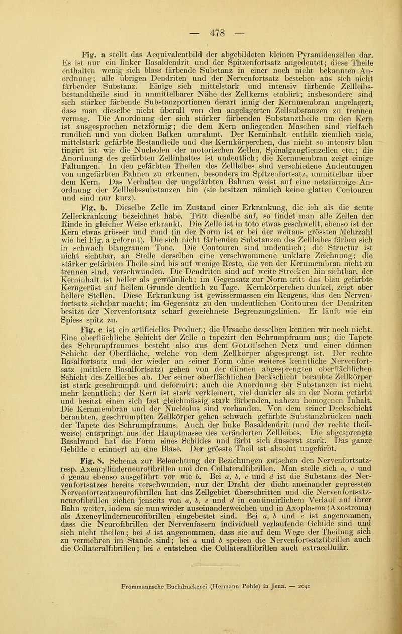 Fig. a stellt das Aequivalentbild der abgebildeten kleinen Pyramidenzellen dar. Es ist nur ein linker Basaldendrit und der Spitzenfortsatz angedeutet; diese Theile enthalten wenig sich blass färbende Substanz in einer noch nicht bekannten An- ordnung; alle übrigen Dendriten und der Nervenfortsatz bestehen aus sich nicht färbender Substanz. Einige sich mittelstark und intensiv färbende Zellleibs- bestandtheile sind in unmittelbarer Nähe des Zellkerns etablirt; insbesondere sind sich stärker färbende Substanzportionen derart innig der Kernmembran angelagert, dass man dieselbe nicht überall von den angelagerten Zellsubstanzen zu trennen vermag. Die Anordnung der sich stärker färbenden Substanztheile um den Kern ist ausgesprochen netzförmig; die dem Kern anliegenden Maschen sind vielfach rundlich und von dicken Balken umrahmt. Der Kerninhalt enthält ziemlich viele, mittelstark gefärbte Bestandteile und das Kernkörperchen, das nicht so intensiv blau tingirt ist wie die Nucleolen der motorischen Zellen, Spinalganglienzellen etc.; die Anordnung des gefärbten Zellinhaltes ist undeutlich; die Kernmembran zeigt einige Faltungen. In den gefärbten Theilen des Zellleibes sind verschiedene Andeutungen von ungefärbten Bahnen zu erkennen, besonders im Spitzenfortsatz, unmittelbar über dem Kern. Das Verhalten der ungefärbten Bahnen weist auf eine netzförmige An- ordnung der Zellleibssubstanzen hin (sie besitzen nämUch keine glatten Contouren und sind nur kurz). Fig-. b. Dieselbe Zelle im Zustand einer Erkrankung, die ich als die acute Zellerkrankung bezeichnet habe. Tritt dieselbe auf, so findet man alle Zellen der Rinde in gleicher Weise erkrankt. Die Zelle ist in toto etwas geschwellt, ebenso ist der Kern etwas grösser und rund (in der Norm ist er bei der weitaus grössten Mehrzahl wie bei Fig. a geformt). Die sich nicht färbenden Substanzen des Zellleibes färben sich in schwach blaugrauem Tone. Die Contouren sind undeutlich; die Structur ist nicht sichtbar, an Stelle derselben eine verschwommene unklare Zeichnung; die stärker gefärbten Theile sind bis auf wenige Eeste, die von der Kernmembran nicht zu trennen sind, verschwunden. Die Dendriten sind auf weite Strecken hin sichtbar, der Kerninhalt ist heller als gewöhnlich; im Gegensatz zur Norm tritt das blau gefärbte Kerngerüst auf hellem Grunde deutlich zu Tage. Kernkörperchen dunkel, zeigt aber hellere Stellen. Diese Erkrankung ist gewissermassen ein ßeagens, das den Nerven- fortsatz sichtbar macht; im Gegensatz zu den undeutlichen Contouren der Dendriten besitzt der Nervenfortsatz scharf gezeichnete Begrenzungslinien. Er läuft wie ein Spiess spitz zu. Fig'. c ist ein artificielles Product; die Ursache desselben kennen wir noch nicht. Eine oberflächliche Schicht der Zelle a tapezirt den Schrumpfraum aus; die Tapete des Schrumpfraumes besteht also aus dem GoLGi'schen Netz und einer dünnen Schicht der Oberfläche, welche von dem Zellkörper abgesprengt ist. Der rechte Basalfortsatz und der wieder an seiner Form ohne weiteres kenntliche Nervenfort- satz (mittlere Basalfortsatz) gehen von der dünnen abgesprengten oberflächlichen Schicht des Zellleibes ab. Der seiner oberflächlichen Deckschicht beraubte Zellkörper ist stark geschrumpft und deformirt; auch die Anordnung der Substanzen ist nicht mehr kenntlich; der Kern ist stark verkleinert, viel dunkler als in der Norm gefärbt und besitzt einen sich fast gleichmässig stark färbenden, nahezu homogenen Inhalt. Die Kernmembran und der Nucleolus sind vorhanden. Von dem seiner Deckschicht beraubten, geschrumpften Zellkörper gehen schwach gefärbte Substanzbrücken nach der Tapete des Schrumpfraums. Auch der linke Basaldendrit (und der rechte theil- weise) entspringt aus der Hauptmasse des veränderten Zellleibes. Die abgesprengte Basalwand hat die Form eines Schildes und färbt sich äusserst stark. Das ganze Gebilde c erinnert an eine Blase. Der grösste Theil ist absolut ungefärbt. Fig. 8. Schema zur Beleuchtung der Beziehungen zwischen den Nervenfortsatz- resp. Axencylinderneurofibrillen und den Collateralfibrillen. Man stelle sich a, c und d genau ebenso ausgeführt vor wie b. Bei a, b, c und d ist die Substanz des Ner- venfortsatzes bereits verschwunden, nur der Draht der dicht aneinander gepressten Nervenfortzatzneurofibrillen hat das Zellgebiet überschritten und die Nervenfortsatz- neurofibrillen ziehen jenseits von a, b, c und d in continuirlichem Verlauf auf ihrer Bahn weiter, indem sie nun wieder auseinanderweichen und in Axoplasma (Axostroma) als Axencylinderneurofibrillen eingebettet sind. Bei a, b und c ist angenommen, dass die Neurofibrillen der Nervenfasern individuell verlaufende Gebilde sind und sich nicht theilen; bei d ist angenommen, dass sie auf dem Wege der Theilung sich zu vermehren im Stande sind; bei a und b speisen die Nervenfortsatzfibrillen auch die Collateralfibrillen; bei c entstehen die CoUateralfibrillen auch extracellulär. Frommannsche Buchdruckerei (Hermann Pohle) in Jena. — 2041