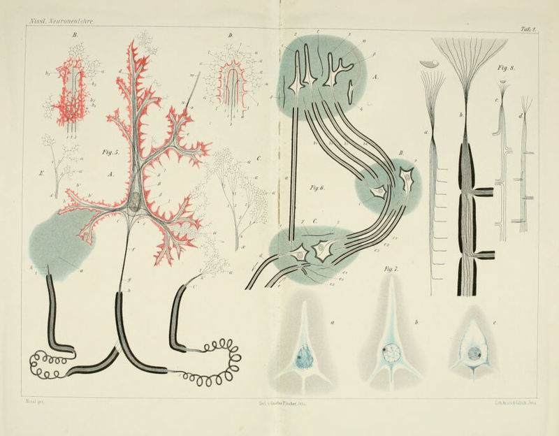 Xi'ss/, Xciivancnlcitri'. Taf^t. Verl. V- Cuslav Fischer, Jena.