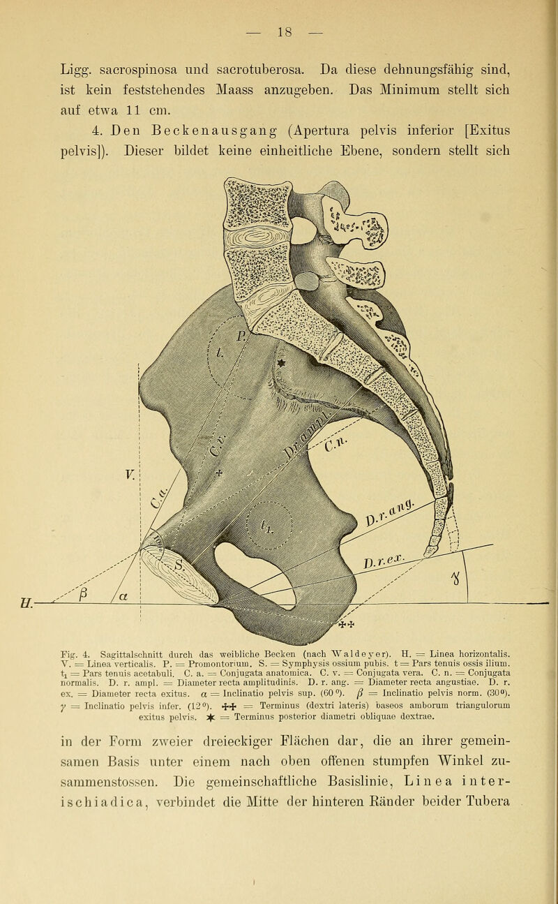 Ligg. sacrospinosa und sacrotuberosa. Da diese dehnungsfähig sind, ist kein feststehendes Maass anzugeben. Das Minimum stellt sich auf etwa 11 cm. 4. Den Beckenausgang (Apertura pelvis inferior [Exitus pelvis]). Dieser bildet keine einheitliche Ebene, sondern stellt sich Fig. 4. Sagittalschnitt durch das weibliche Becken (nach Waldeyer). H. = Linea horizontalis. V. = Linea verticalis. P. = Promontorium. S. = Symphysis ossium pubis. t = Pars tenuis ossis ilium. ti = Pars tenuis acetabuli. C. a. = Conjugata anatomica. C. v. = Conjugata vera. G. n. = Conjugata normalis. D. r. ampl. = Diameter recta amplitudinis. D. r. ang. = Diameter recta angustiae. D. r. ex. = Diameter recta exitus. a = Inclinatio pelvis sup. (60°). ß = Inclinatio pelvis norm. (30). y = Inclinatio pelvis infer. (12 0). ^<^ = Terminus (dextri lateris) faaseos amborum triangulorum exitus pelvis. 5^ = Terminus posterior diametri obliquae dextrae. in der Form zweier dreieckiger Flächen dar, die an ihrer gemein- samen Basis unter einem nach oben offenen stumpfen Winkel zu- sammenstossen. Die gemeinschaftliche Basislinie, Linea inter- ischiadica, verbindet die Mitte der hinteren Ränder beider Tubera