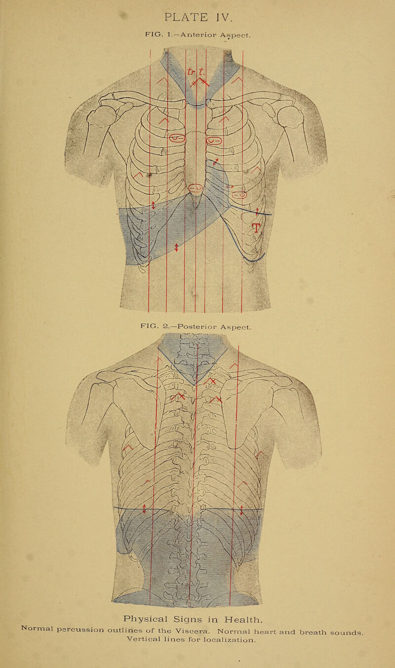 Physical Signs in Health. i outlines of the Viscera. Vertical lines for lo Normal heart and breath sounds.