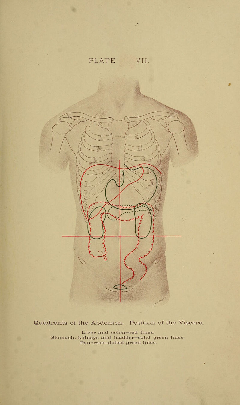 PLATE TO. Quadrants of the Abdomen. Position of the Viscera. Liver and colon—red. lines. Stomach, kidneys and bladder—solid green lines. Pancreas—dotted green lines.