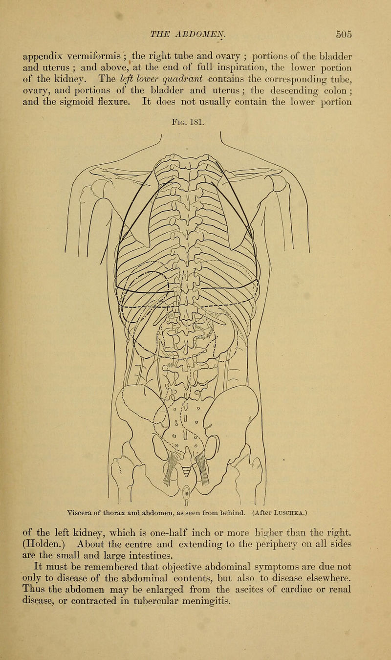 appendix vermiformis ; the right tube and ovary ; portions of the bladder and uterus ; and above, at the end of full inspiration, the lower portion of the kidney. The left lower quadrant contains the corresponding tube, ovary, and portions of the bladder and uterus; the descending colon ; and the sigmoid flexure. It does not usually contain the lower portion Viscera of thorax and abdomen, as seen from behind. (After Luschka.) of the left kidney, which is one-half inch or more higher than the right. (Holden.) About the centre and extending to the periphery on all sides are the small and large intestines. It must be remembered that objective abdominal symptoms are due not only to disease of the abdominal contents, but also to disease elsewhere. Thus the abdomen may be enlarged from the ascites of cardiac or renal disease, or contracted in tubercular meningitis.