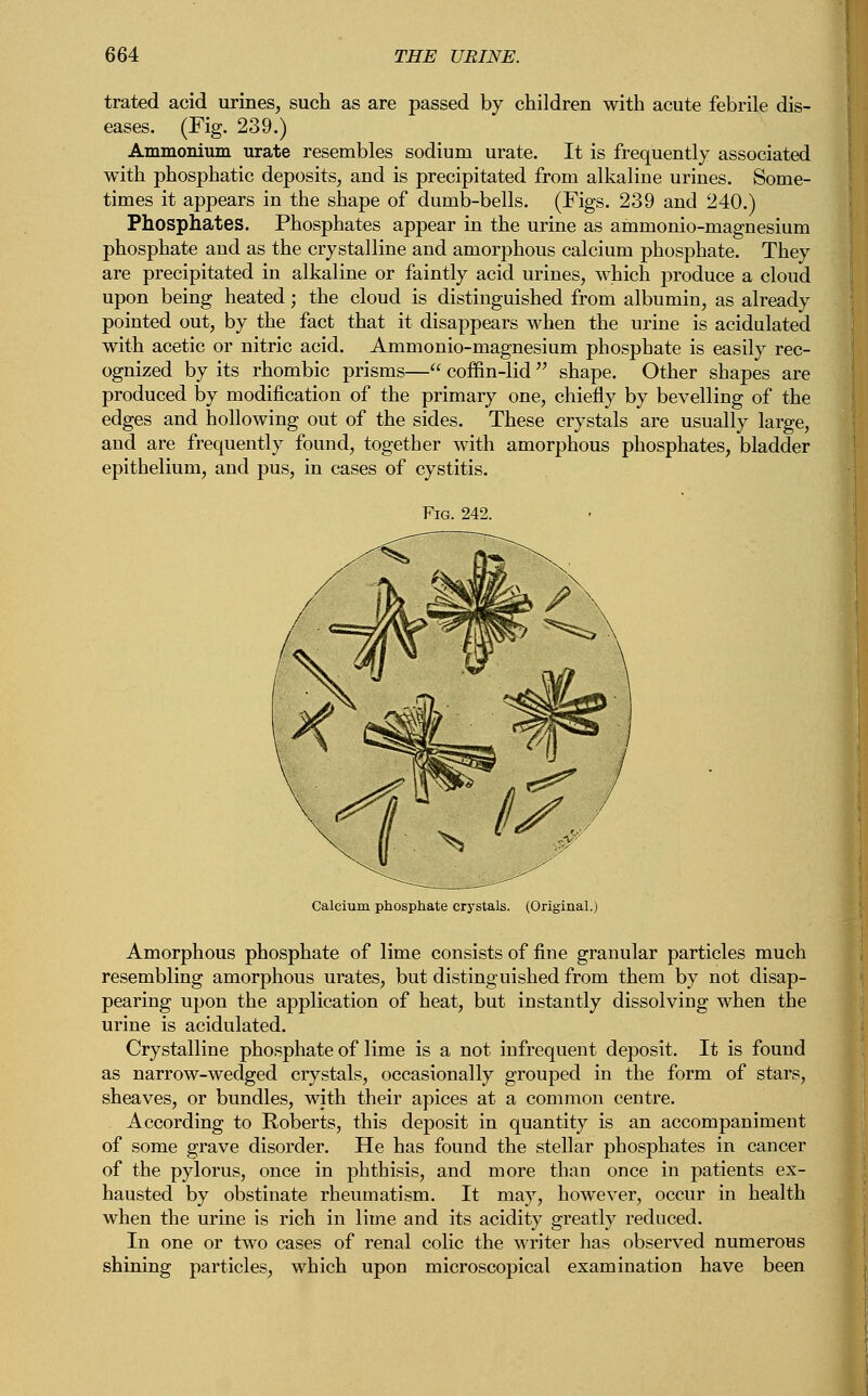 trated acid urines, such as are passed by children with acute febrile dis- eases. (Fig. 239.) Ammonium urate resembles sodium urate. It is frequently associated with phosphatic deposits, and is precipitated from alkaline urines. Some- times it appears in the shape of dumb-bells. (Figs. 239 and 240.) Phosphates. Phosphates appear in the urine as ammonio-magnesium phosphate and as the crystalline and amorphous calcium phosphate. They are precipitated in alkaline or faintly acid urines, which produce a cloud upon being heated; the cloud is distinguished from albumin, as already pointed out, by the fact that it disappears when the urine is acidulated with acetic or nitric acid. Ammonio-magnesium phosphate is easily rec- ognized by its rhombic prisms— coffin-lid shape. Other shapes are produced by modification of the primary one, chiefly by bevelling of the edges and hollowing out of the sides. These crystals are usually large, and are frequently found, together with amorphous phosphates, bladder epithelium, and pus, in cases of cystitis. Calcium phosphate crystals. (Original.) Amorphous phosphate of lime consists of fine granular particles much resembling amorphous urates, but distinguished from them by not disap- pearing upon the application of heat, but instantly dissolving when the urine is acidulated. Crystalline phosphate of lime is a not infrequent deposit. It is found as narrow-wedged crystals, occasionally grouped in the form of stars, sheaves, or bundles, with their apices at a common centre. According to Roberts, this deposit in quantity is an accompaniment of some grave disorder. He has found the stellar phosphates in cancer of the pylorus, once in phthisis, and more than once in patients ex- hausted by obstinate rheumatism. It may, however, occur in health when the urine is rich in lime and its acidity greatly reduced. In one or two cases of renal colic the writer has observed numerous shining particles, which upon microscopical examination have been