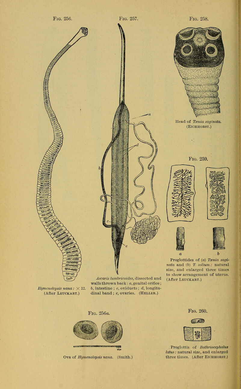 Hymenolepsis nana : X 12. (After Leuckakt.) Ascaris lumbricoides, dissected and walls thrown back: a, genital orifice; b, intestine ; e, oviducts; d, longitu- dinal band; e, ovaries. (Heller.) Proglottides of (a) Tssnia sagi- nata and (6) T. solium: natural size, and enlarged three times to show arrangement of uterus. (After Leuckaet.) Ova of Hymenolepsis nana. (Smith.) Proglottis of Bothriocephalus latus: natural size, and enlarged three times. (After Eichhorst.)