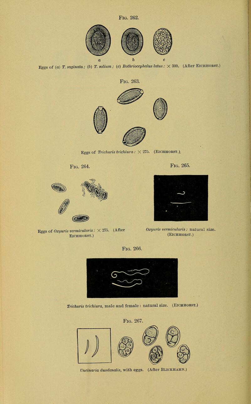 Eggs of (a) T. saginata; (6) T. solium; (c) Bothriocephalus latus: X 300. (After Eichhoest.) Fig. 263. Eggs of Trichuris trichiura: X 275. (Eichhoest.). Fig. 264. Fig. 265. (gg|> Eggs of Ozyuris vermicularis: X 275. (After Ozyuris vermicularis: natural size. Eichhoest.) (Eichhoest.) Trichuris trichiura, male and female: natural size. (Eichhoest.) Fig. 267. Uncinaria duodenalis, with eggs. (After Blickhahn.)