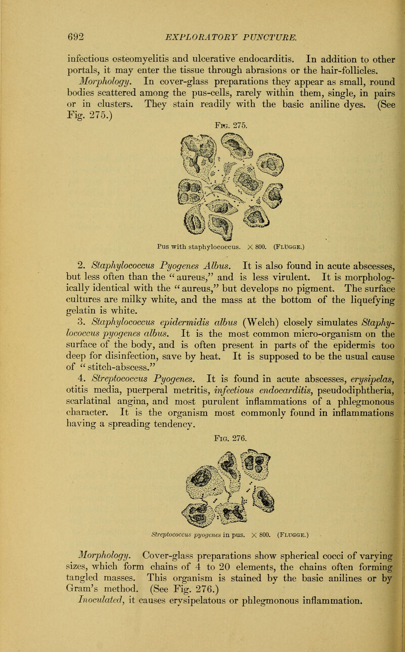 infectious osteomyelitis and ulcerative endocarditis. In addition to other portals, it may enter the tissue through abrasions or the hair-follicles. Morphology. In cover-glass preparations they appear as small, round bodies scattered among the pus-cells, rarely within them, single, in pairs or in clusters. They stain readily with the basic aniline dyes. (See Fig. 275.) Fro. 275. 19 Pus with staphylococcus. X 800. (Flugge.) 2. Staphylococcus Pyogenes Albus. It is also found in acute abscesses, but less often than the  aureus, and is less virulent. It is morpholog- ically identical with the  aureus/' but develops no pigment. The surface cultures are milky white, and the mass at the bottom of the liquefying gelatin is white. 3. Staphylococcus epidermidis albus (Welch) closely simulates Staphy- lococcus pyogenes albus. It is the most common micro-organism on the surface of the body, and is often present in parts of the epidermis too deep for disinfection, save by heat. It is supposed to be the usual cause of  stitch-abscess. 4. Streptococcus Pyogenes. It is found in acute abscesses, erysipelas, otitis media, puerperal metritis, infectious endocarditis, pseudodiphtheria, scarlatinal angina, and most purulent inflammations of a phlegmonous character. It is the organism most commonly found in inflammations having a spreading tendency. -4^®s' ^ Streptococcus pyogenes in pus. Morphology. Cover-glass preparations show spherical cocci of varying sizes, which form chains of 4 to 20 elements, the chains often forming tangled masses. This organism is stained by the basic anilines or by Gram's method. (See Fig. 276.) Inoculated, it causes erysipelatous or phlegmonous inflammation.